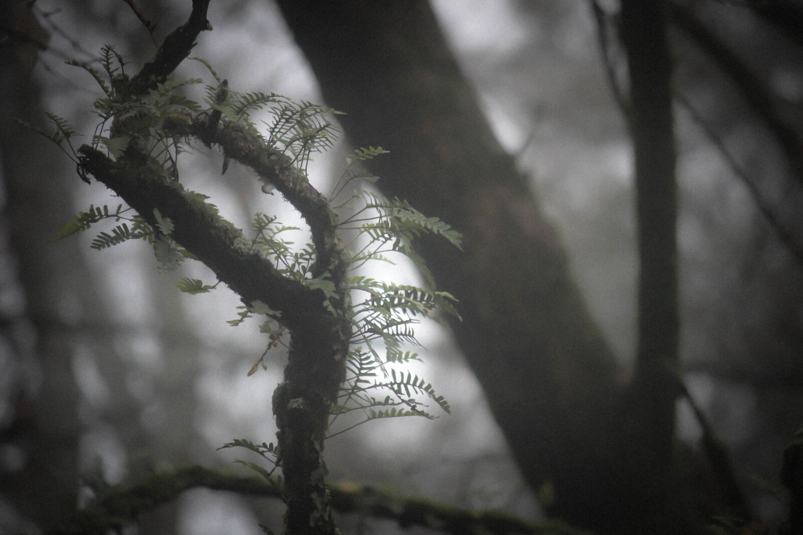 Canon EF-S 55-250mm F4-5.6 IS II sample photo. Fern, fog, forest, mist photography