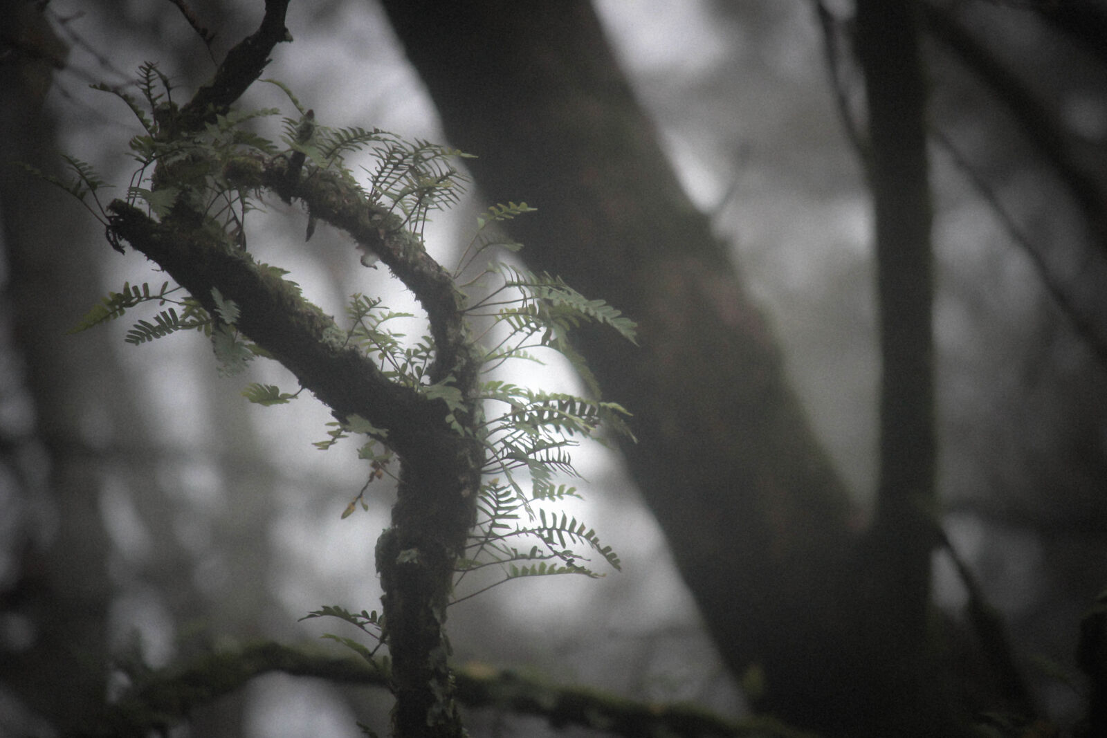 Canon EOS 600D (Rebel EOS T3i / EOS Kiss X5) sample photo. Fern, fog, forest, mist photography