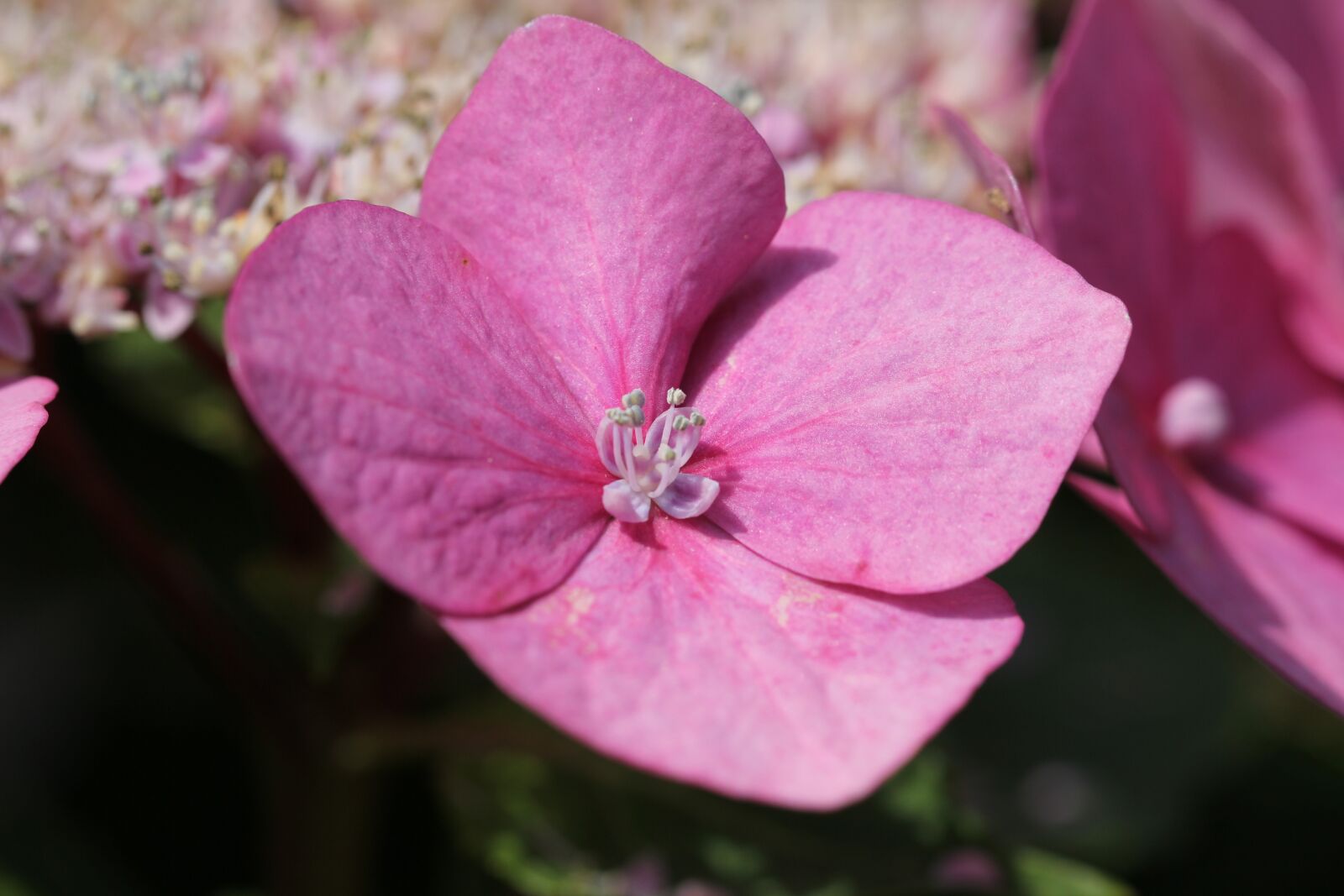 Canon EF 100mm F2.8L Macro IS USM sample photo. Hydrangea, garden plant, garden photography