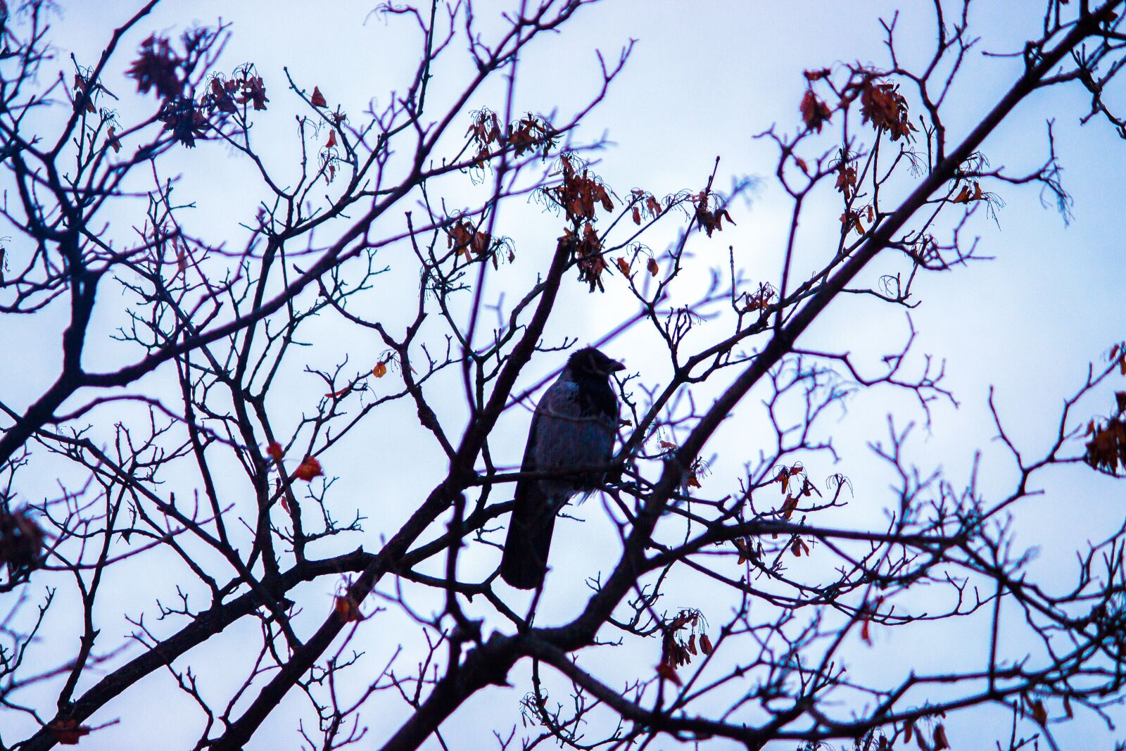 Canon EOS 700D (EOS Rebel T5i / EOS Kiss X7i) sample photo. Bird, branch, nature photography