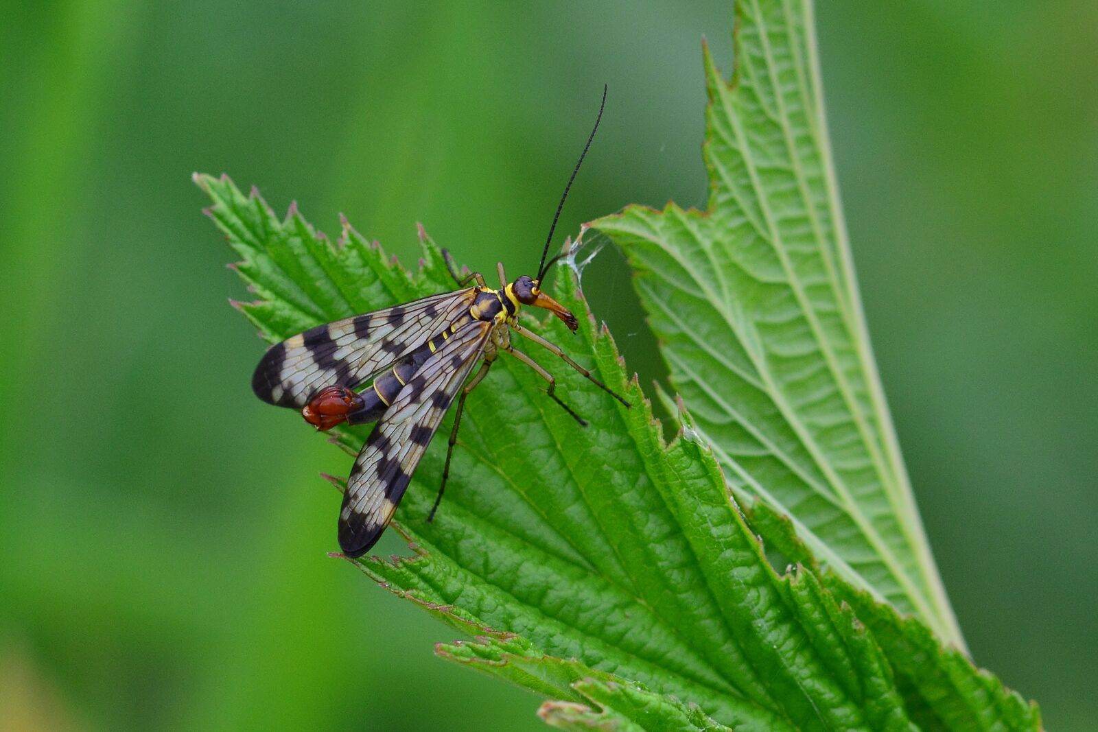Nikon D5200 sample photo. Communis, insect, meadow photography