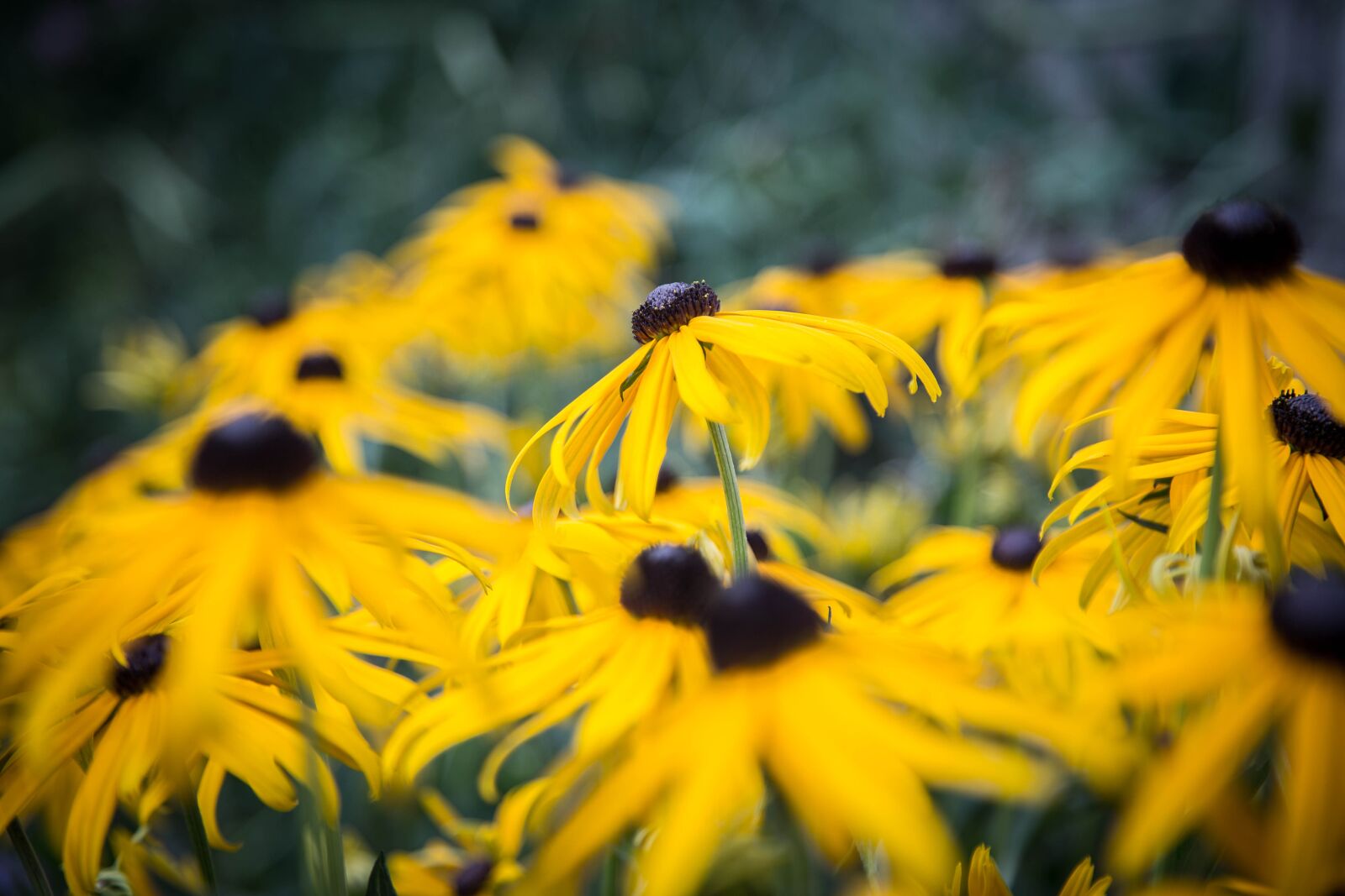 Canon EOS 6D + Canon EF 24-105mm F4L IS USM sample photo. Echinacea, yellow coneflower, blossom photography