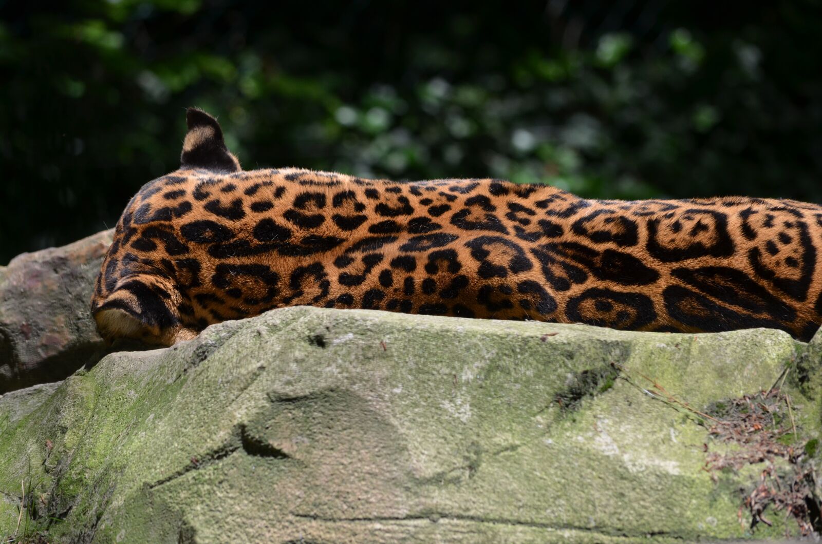 Nikon D5100 sample photo. Jaguar, animal, wild photography
