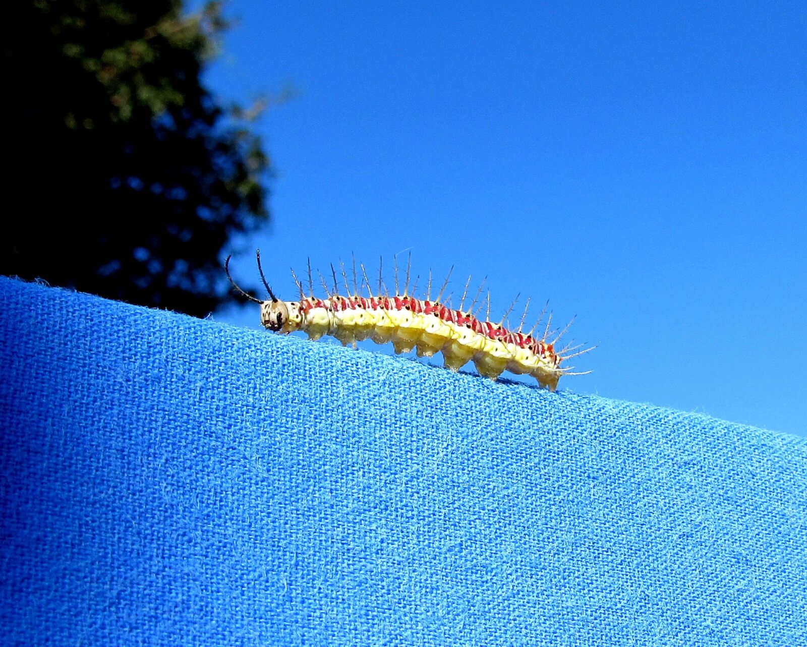 Canon PowerShot SX520 HS sample photo. Caterpillar, nature, wild photography