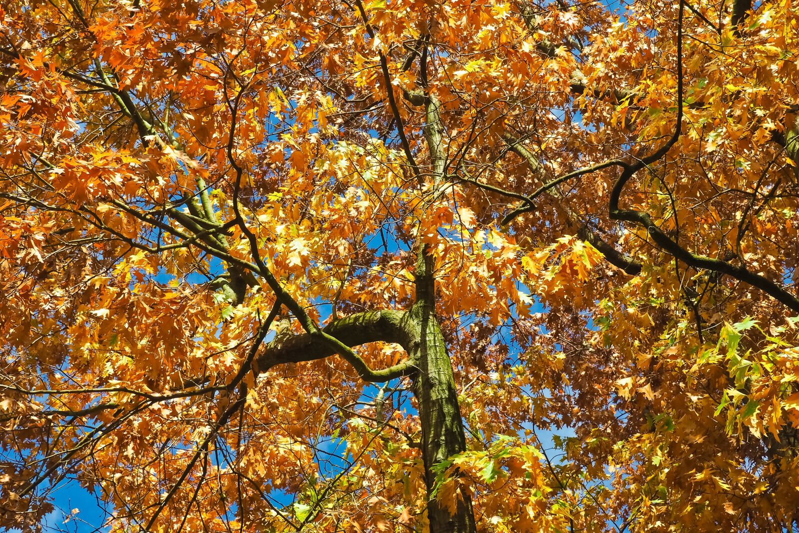 Olympus OM-D E-M10 sample photo. Trees, autumn, nature photography
