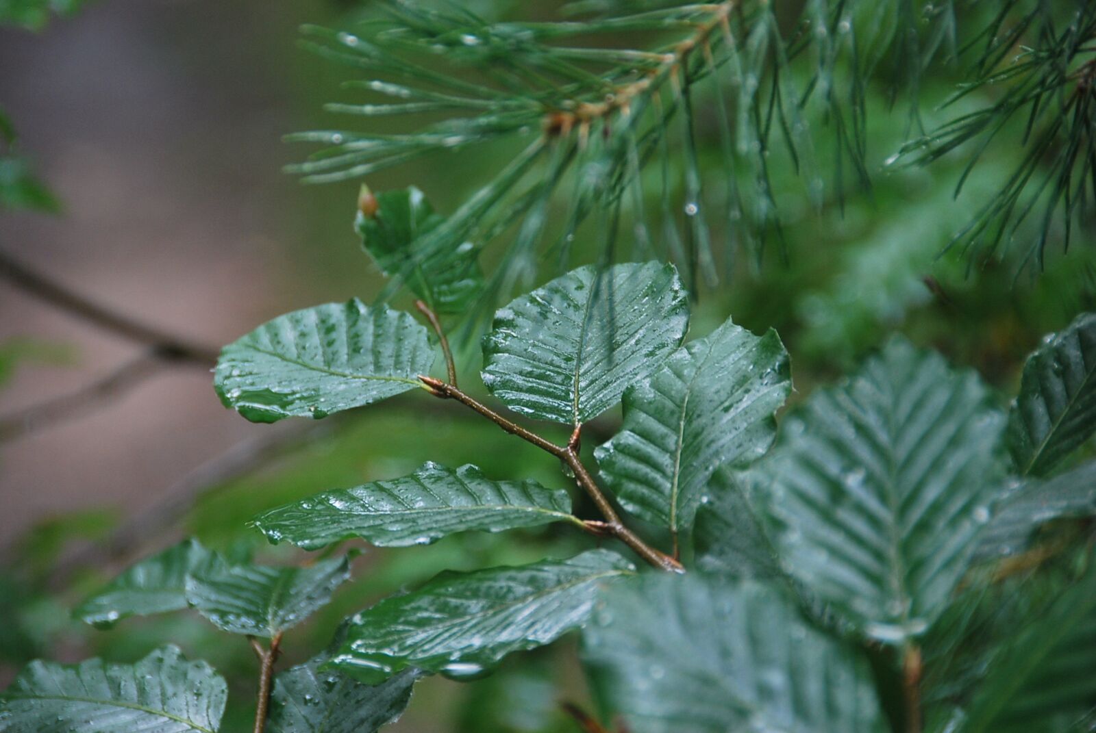 Nikon D60 sample photo. Rain, tree, leaves photography