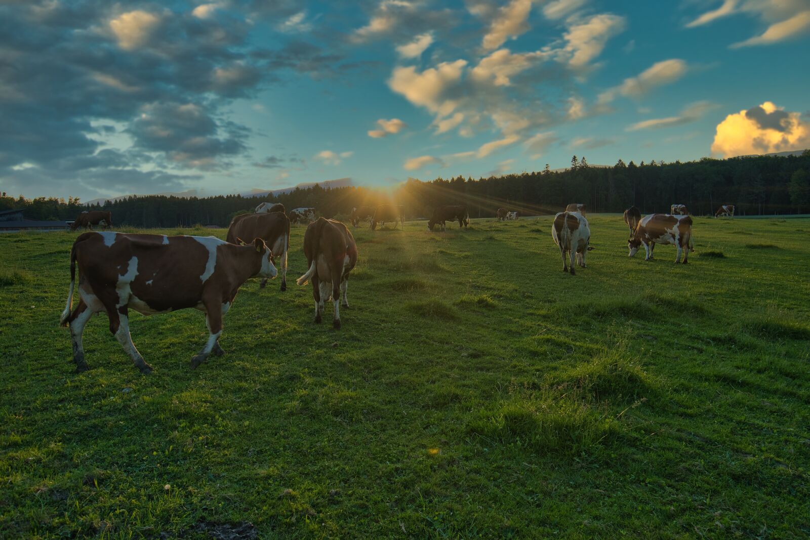 Sony E 10-18mm F4 OSS sample photo. Cows, pasture, sunset photography