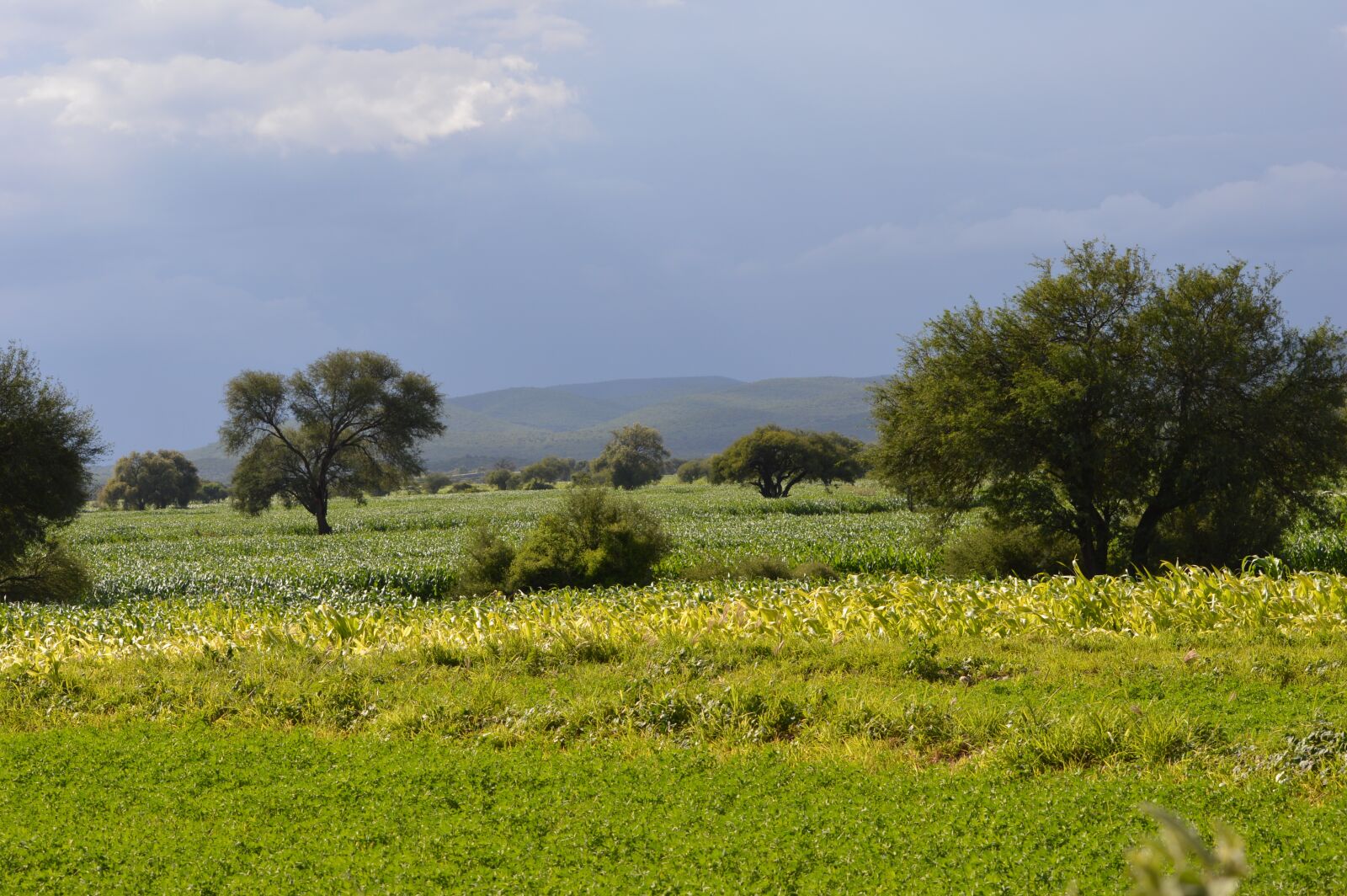 Nikon D3200 sample photo. Nature, landscape, trees photography