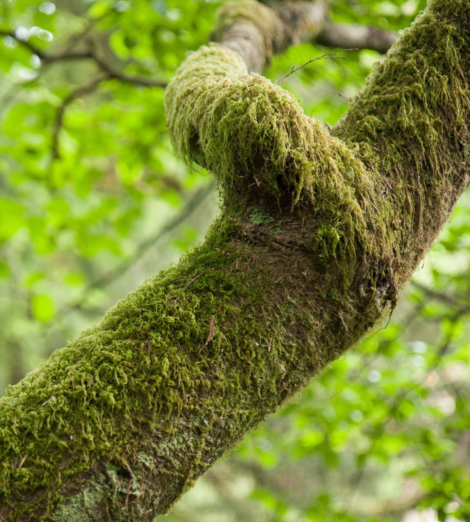 Canon EOS 40D sample photo. Moss, green, woods photography