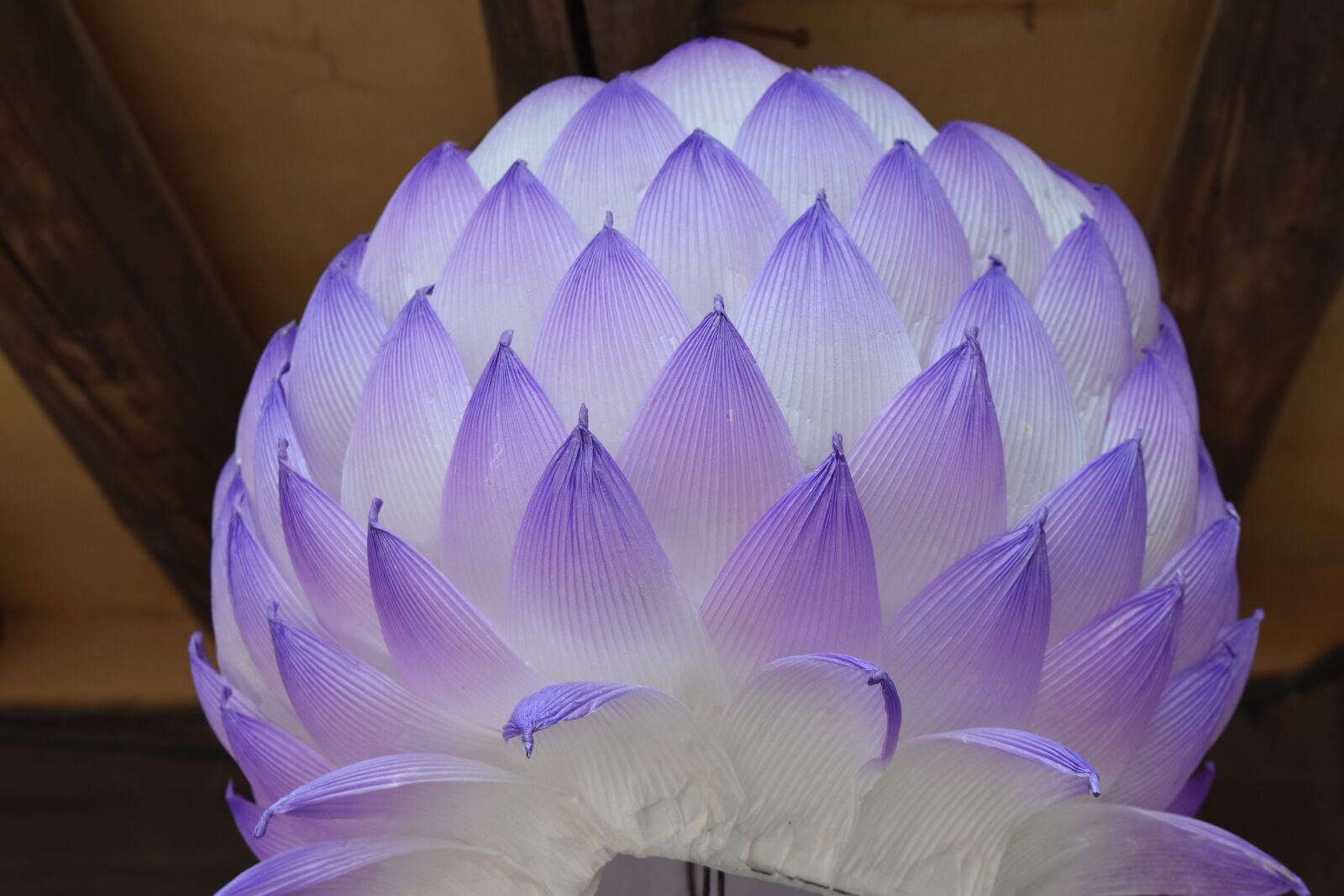 Nikon D5500 sample photo. Color, wallpaper, lotus photography