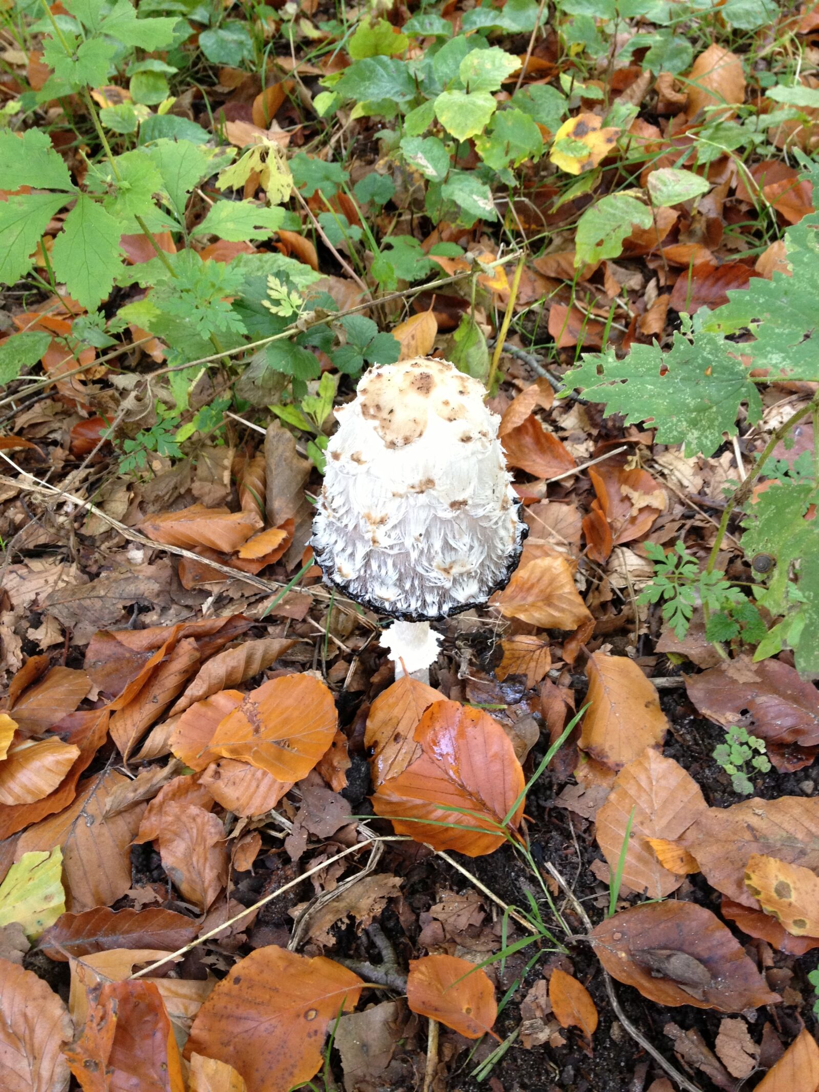 Apple iPhone 4S sample photo. Mushroom, fungus, nature photography