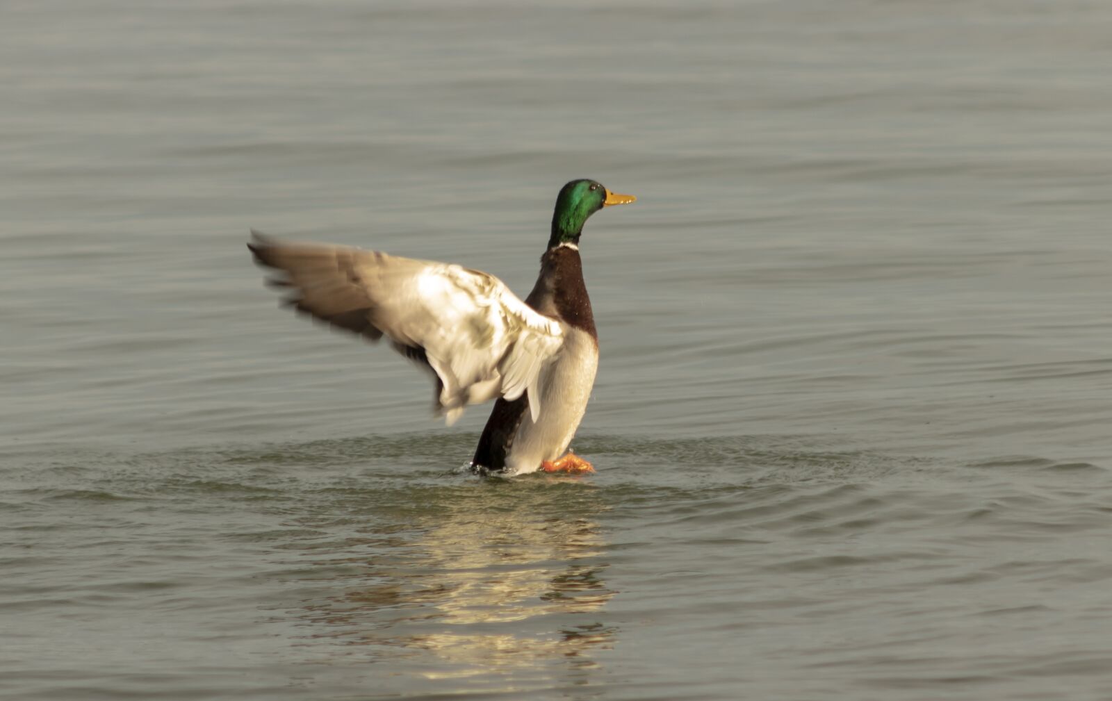Canon EF75-300mm f/4-5.6 sample photo. Mallard duck, duck, wild photography