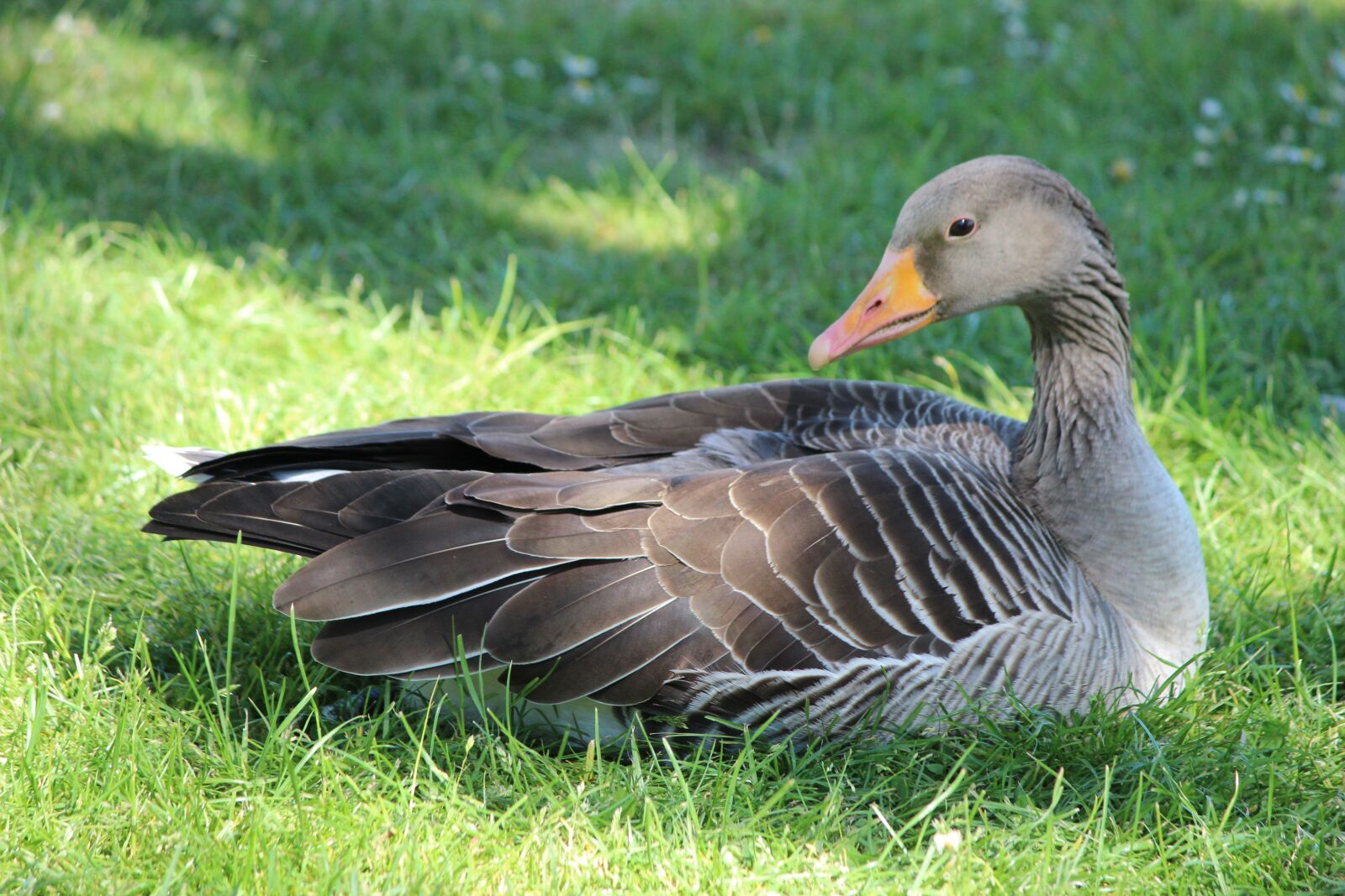 Canon EOS 600D (Rebel EOS T3i / EOS Kiss X5) sample photo. Duck, goose, bird photography