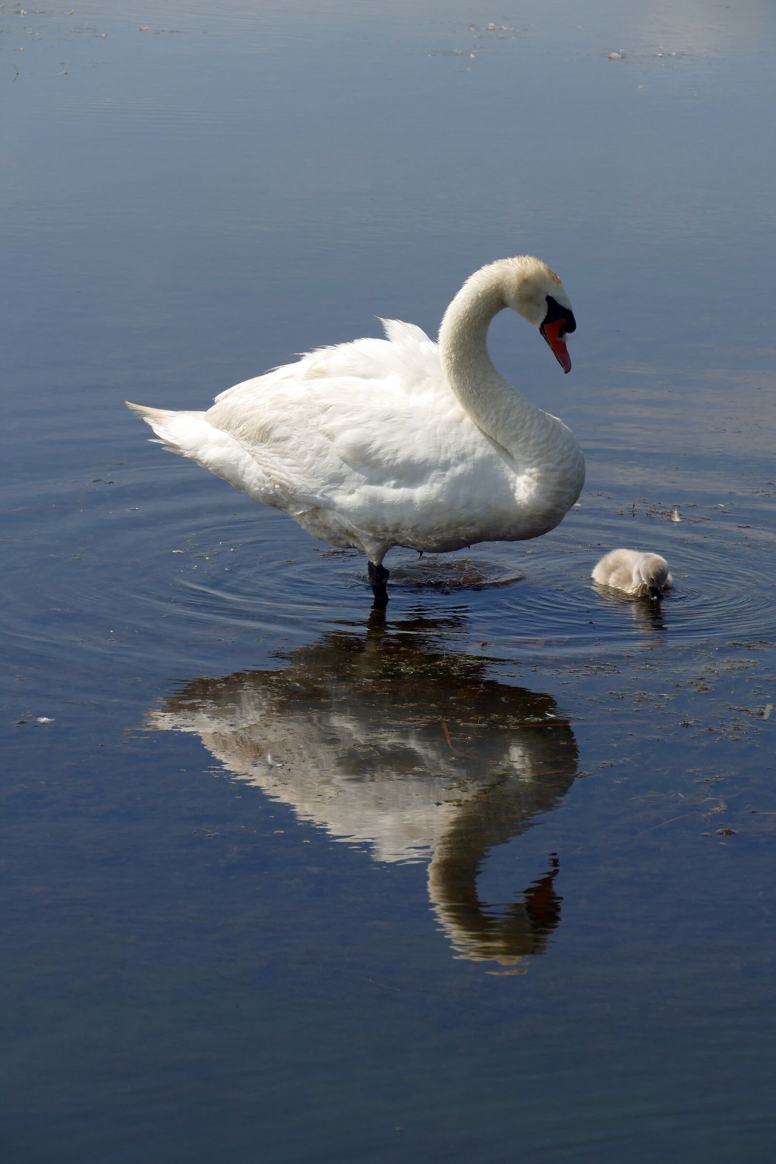 Panasonic Lumix DMC-FZ1000 sample photo. Swan, bird, fauna photography