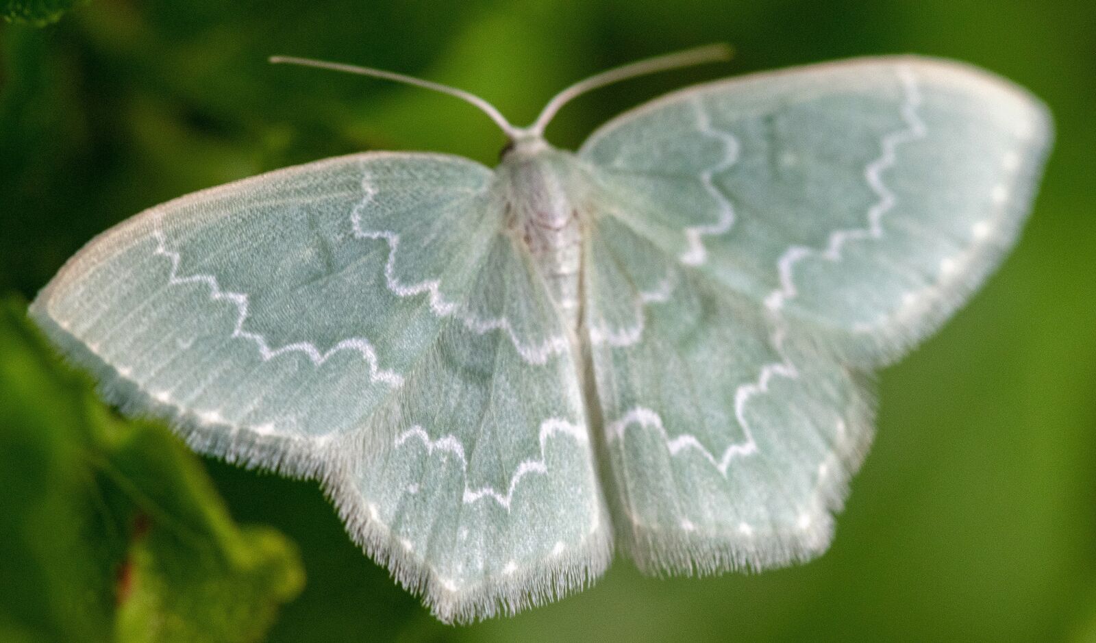 Tamron SP AF 60mm F2 Di II LD IF Macro sample photo. Nature, environment, butterfly photography