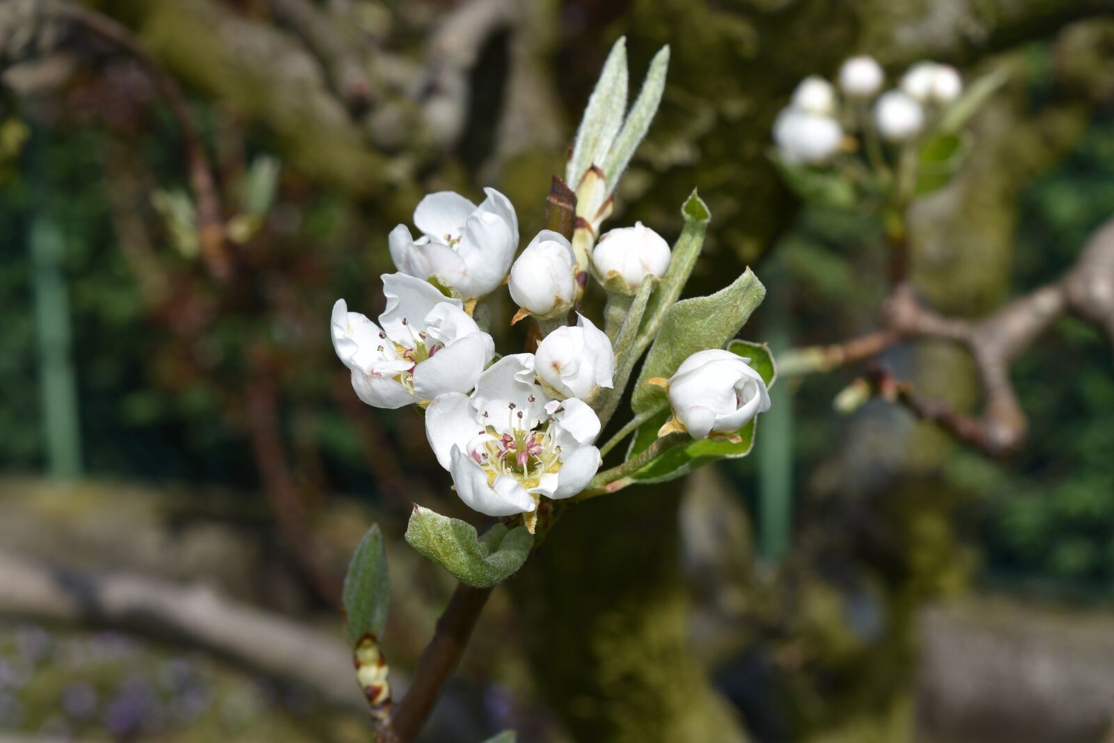 Nikon D5500 sample photo. Flower, white, white flower photography
