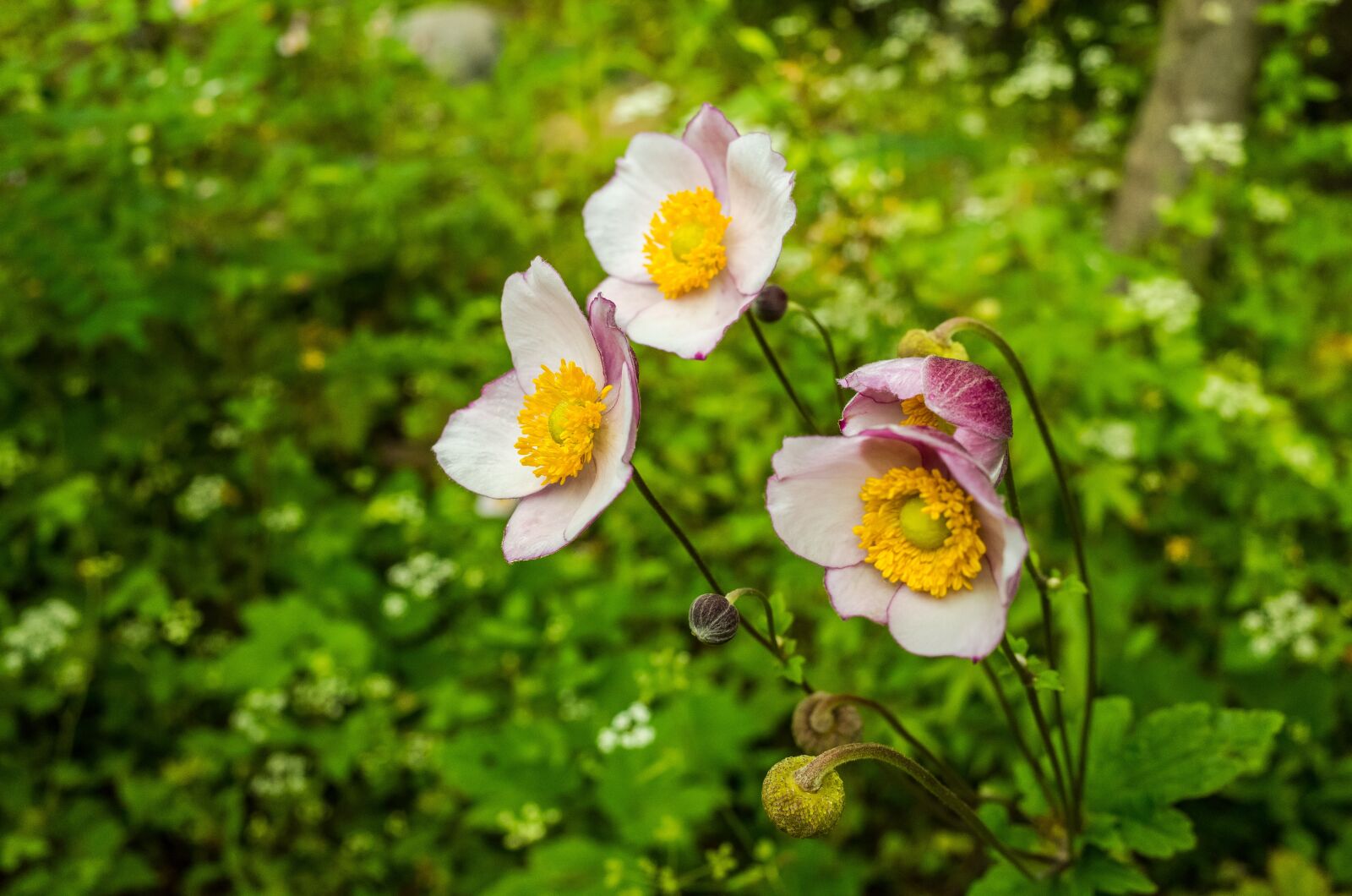 Ricoh GR sample photo. Flower, flowers, spring flowers photography