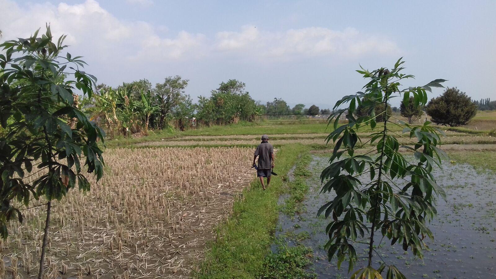 Samsung Galaxy J3(2016) sample photo. Farm, field, indonesia, java photography
