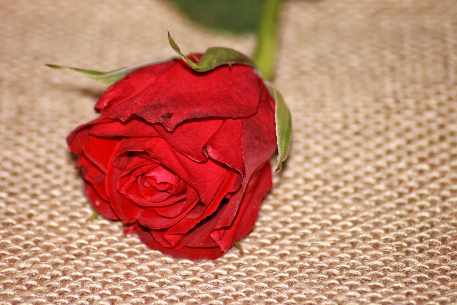 Canon EOS 1100D (EOS Rebel T3 / EOS Kiss X50) sample photo. Rose, red, red rose photography