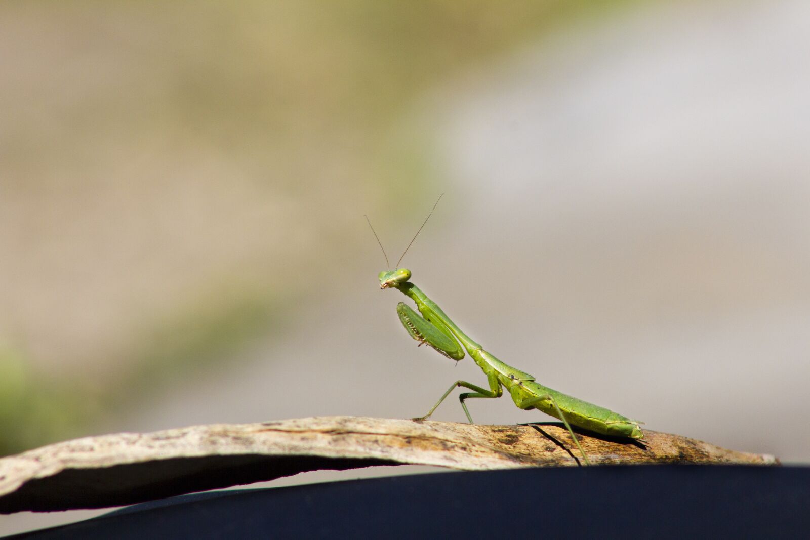 Canon EF75-300mm f/4-5.6 sample photo. Insect, mantis, green photography
