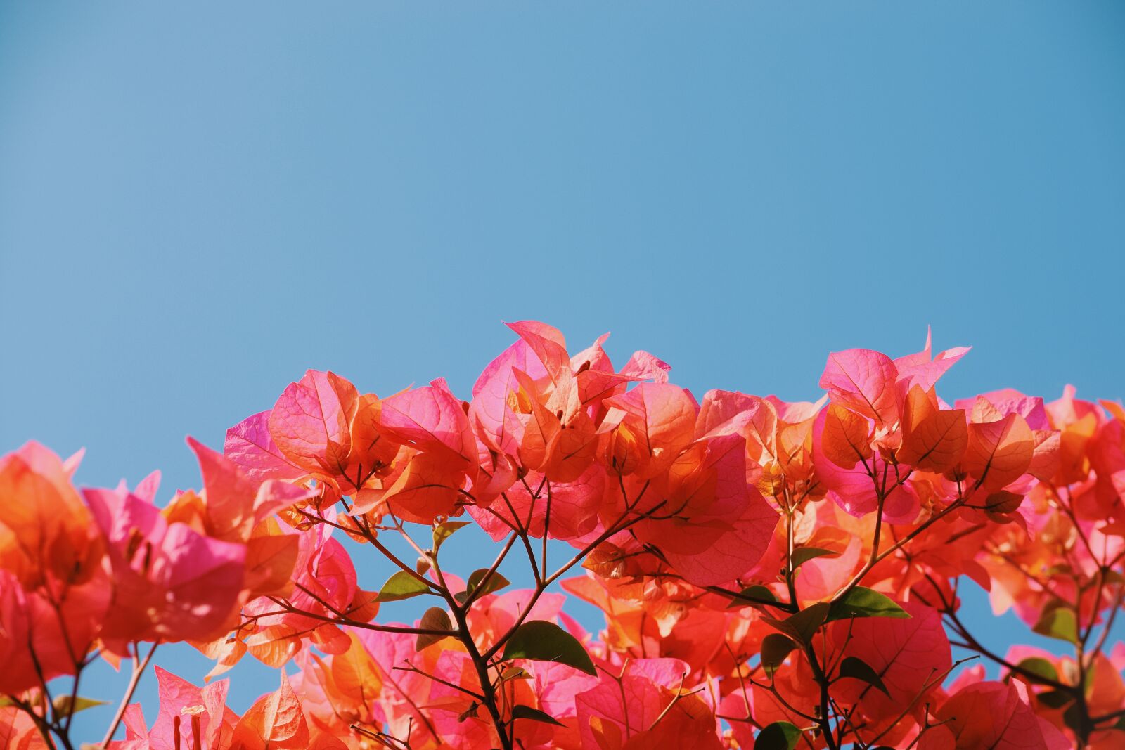 Nikon D5300 sample photo. Flower, pink, bougainvillea photography
