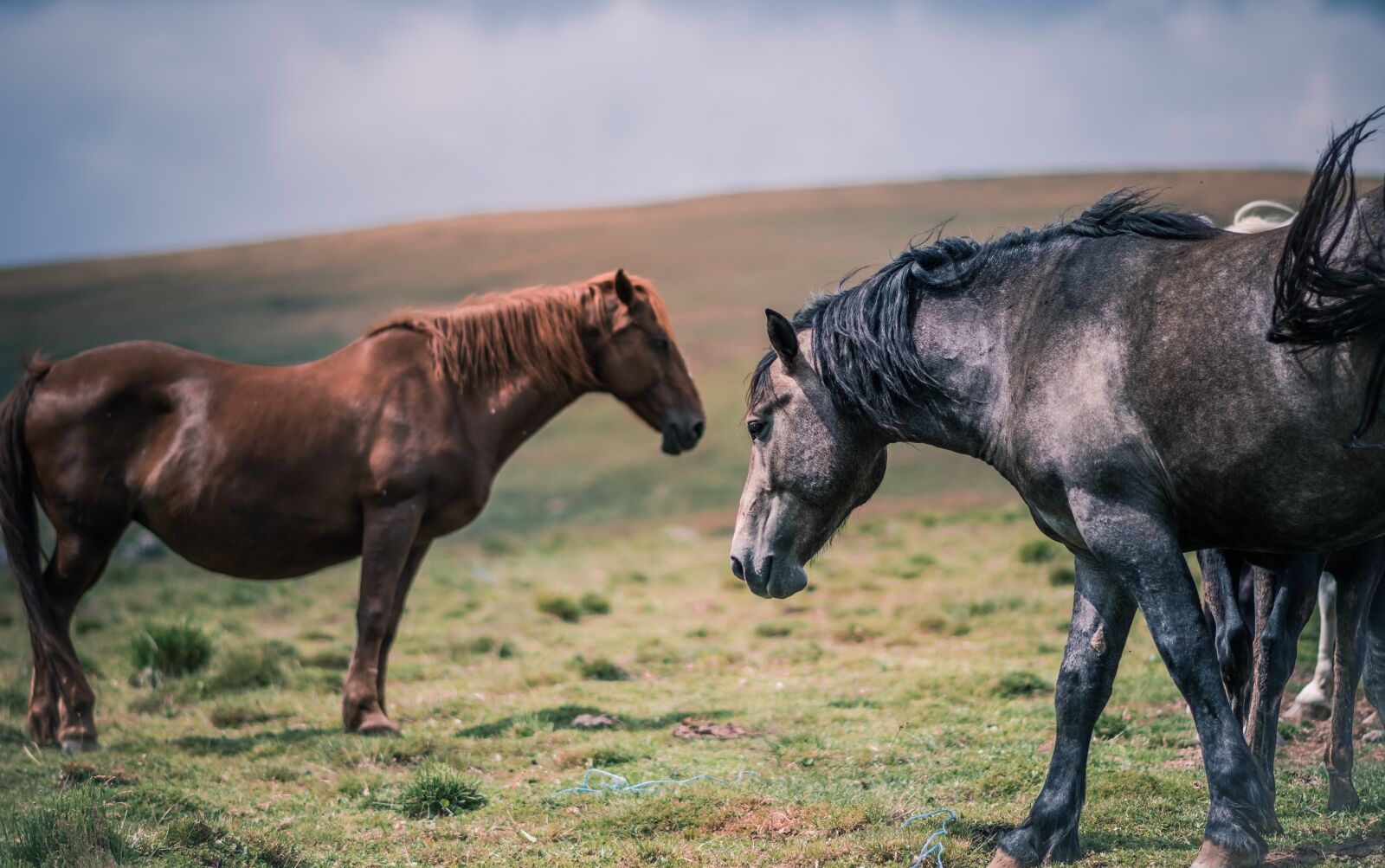 Nikon D7200 sample photo. Animals, equine, farm photography