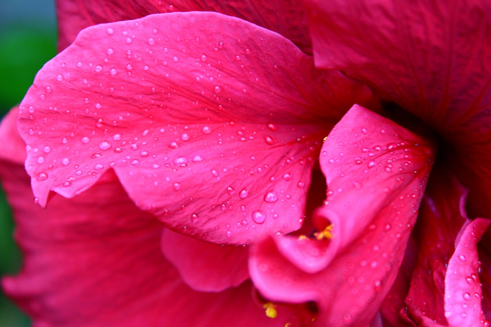 Canon EOS 1200D (EOS Rebel T5 / EOS Kiss X70 / EOS Hi) sample photo. Petal, flower, petals photography