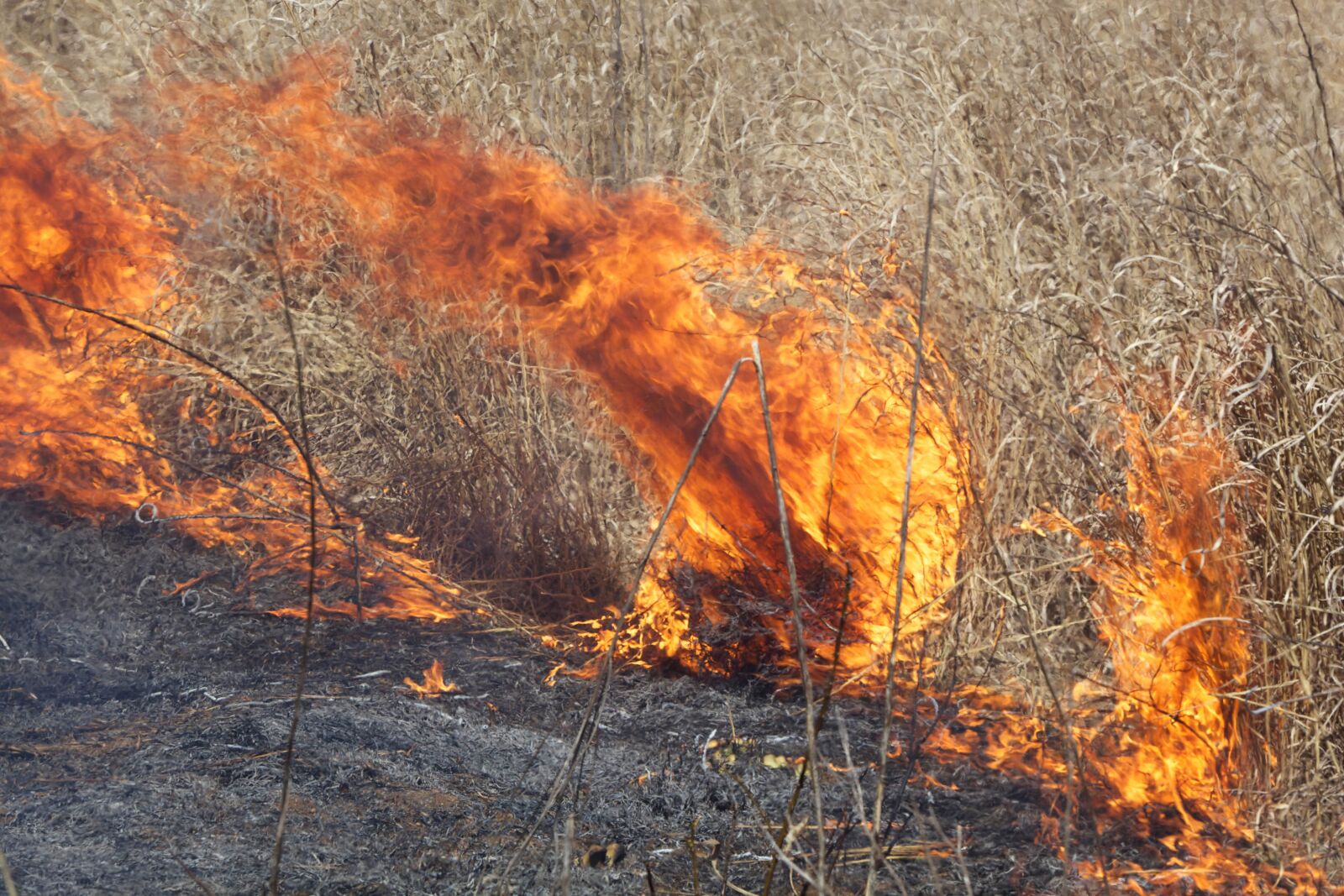 Canon EOS 5D Mark II sample photo. Big, fire, burning, field photography