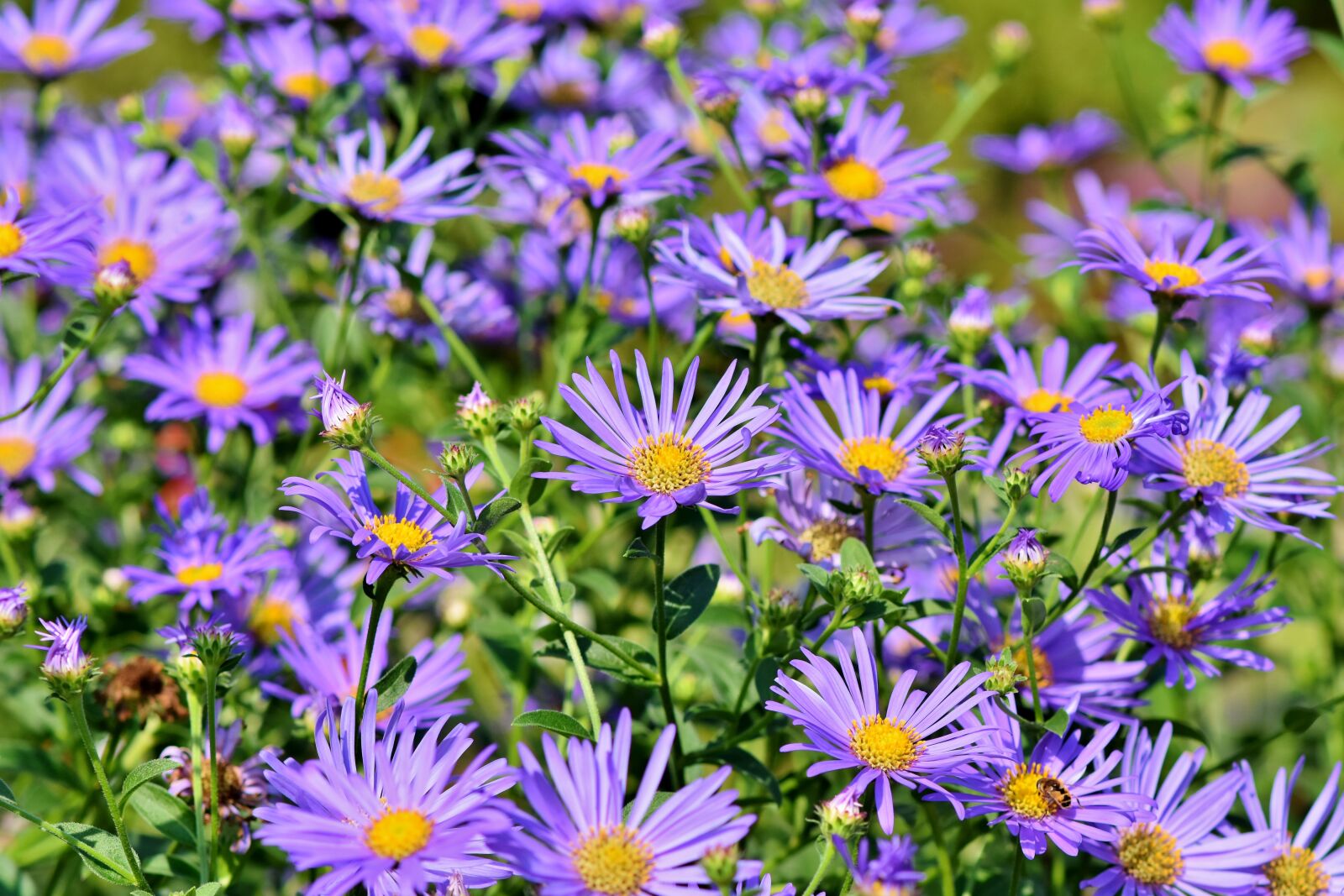 Nikon D7200 sample photo. Aster, composites, purple photography