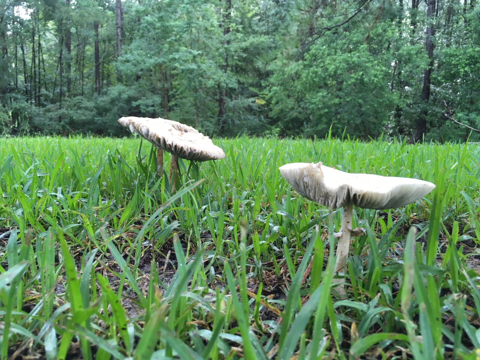 Apple iPhone SE sample photo. Mushrooms photography