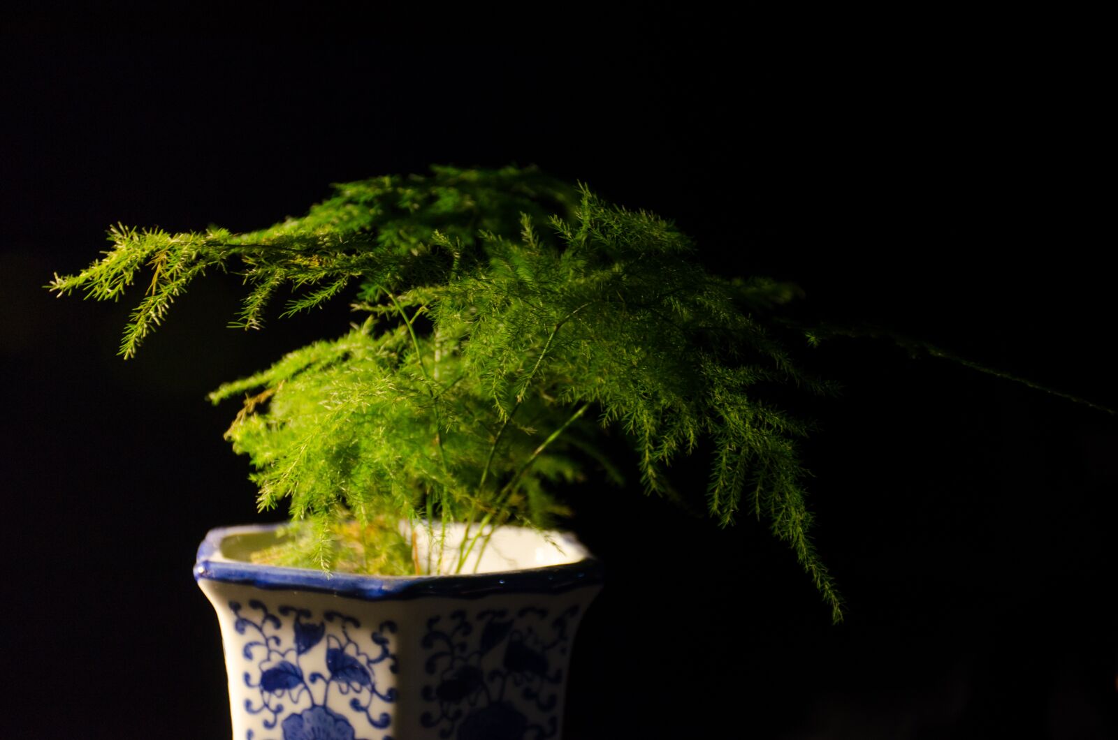 Nikon D7000 sample photo. Plant, material, fresh photography
