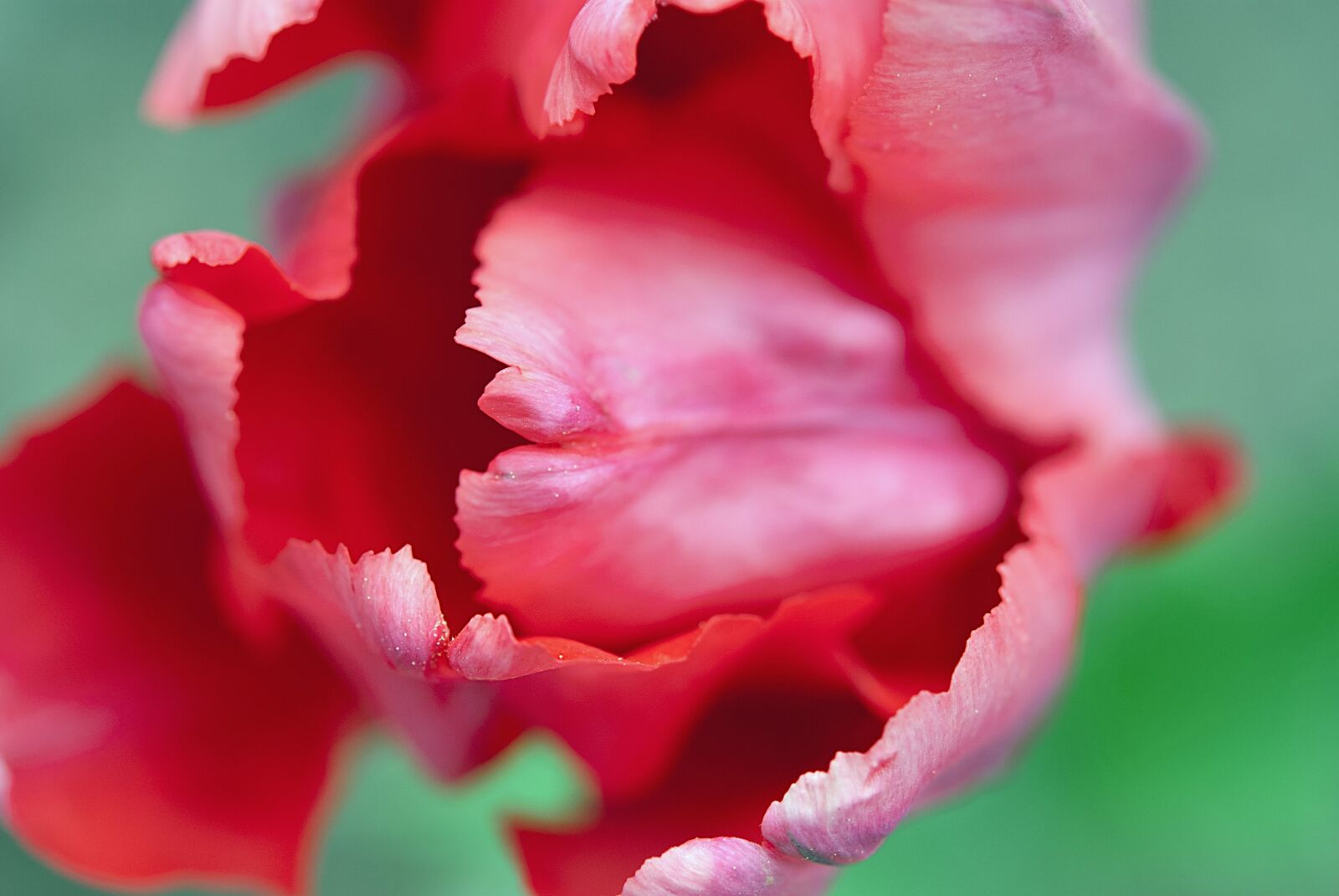 Nikon D80 sample photo. Tulip, red, flower photography