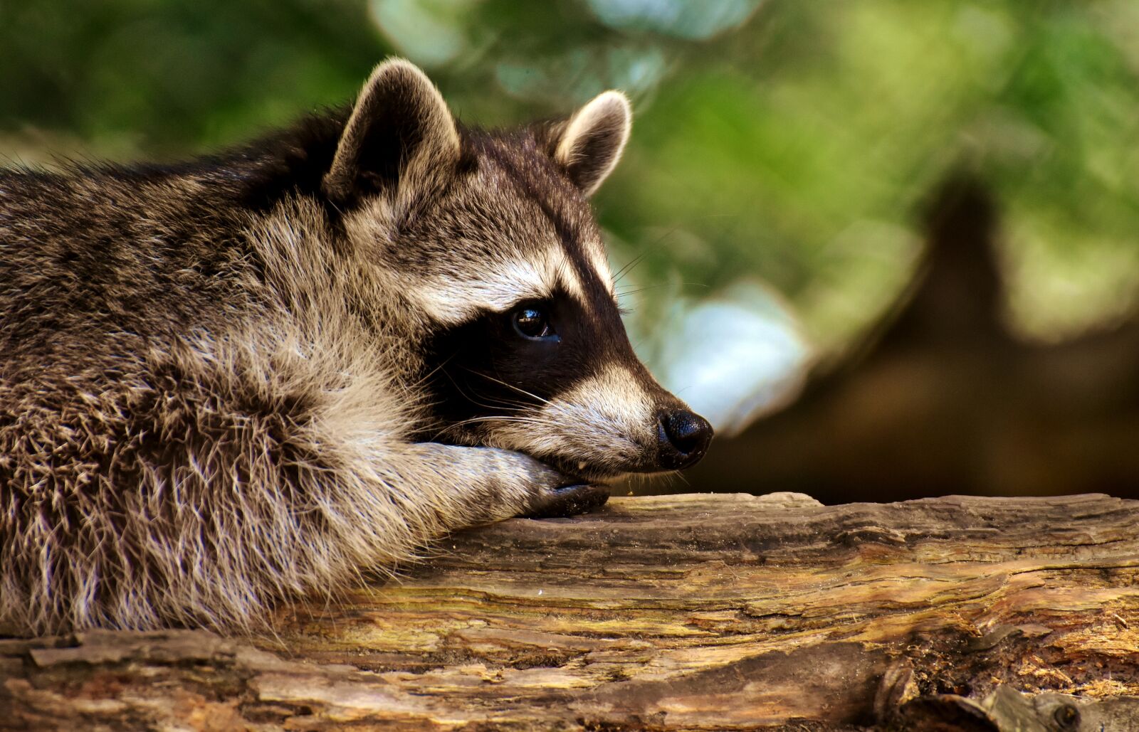 Nikon D7200 sample photo. Raccoon, wild animal, furry photography