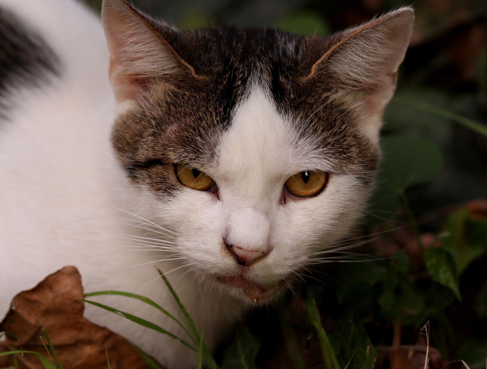 Canon EOS 700D (EOS Rebel T5i / EOS Kiss X7i) + Canon EF 85mm F1.8 USM sample photo. Cat, white, black photography