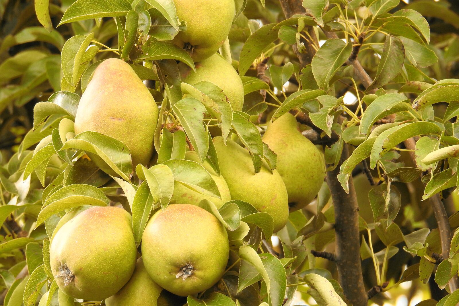 Nikon Coolpix P900 sample photo. Pears, pear, green photography