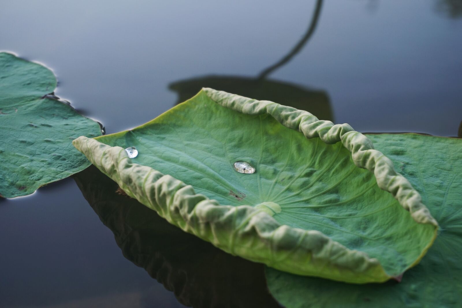 Sony a6300 sample photo. Lotus leaf, water drops photography