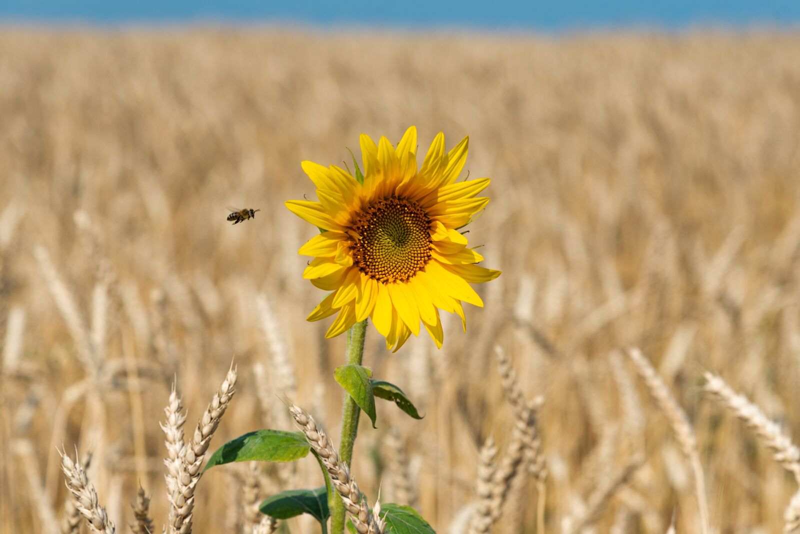 Nikon D750 sample photo. Flower, sunflower, wheat photography