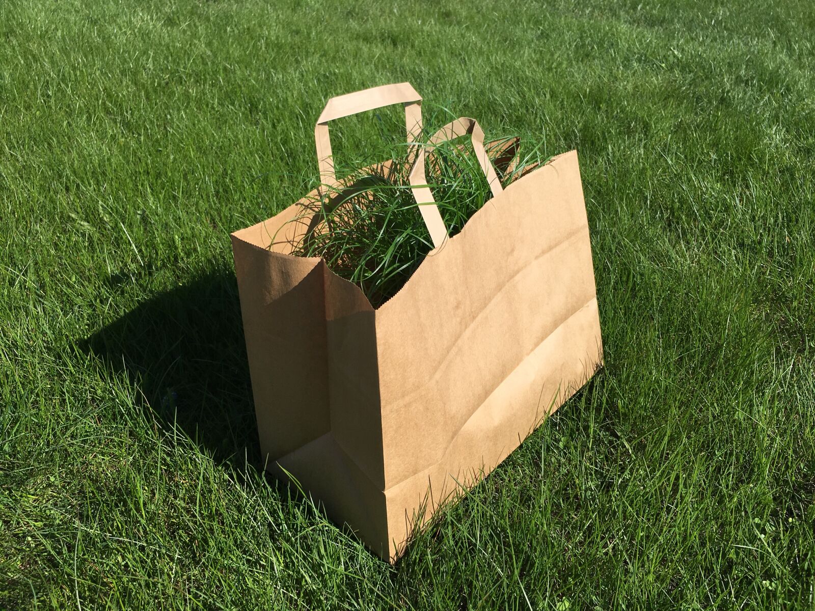 Apple iPhone 6s Plus sample photo. Bag, grass, green photography