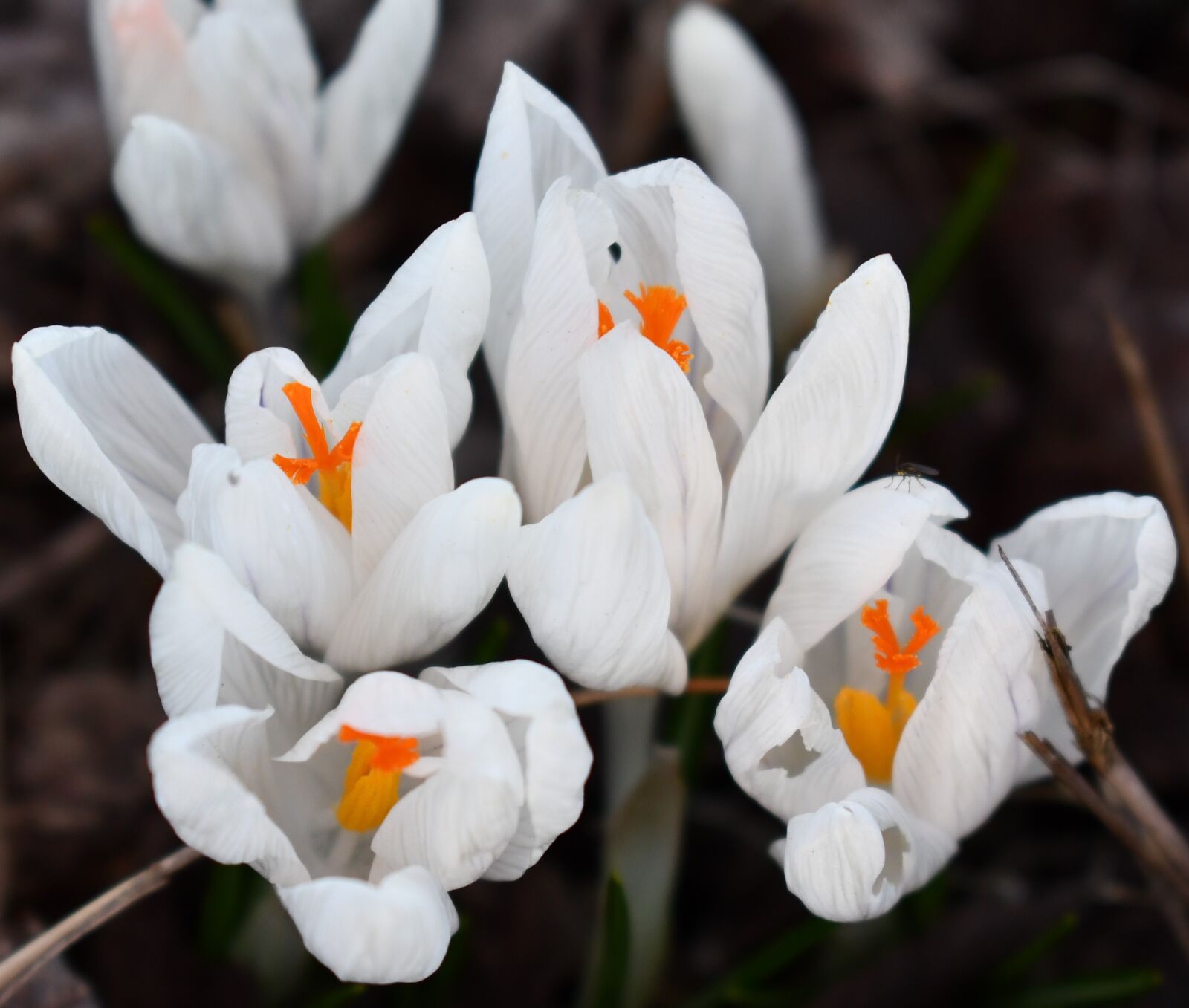 Nikon D7500 sample photo. White, nature, blossom photography
