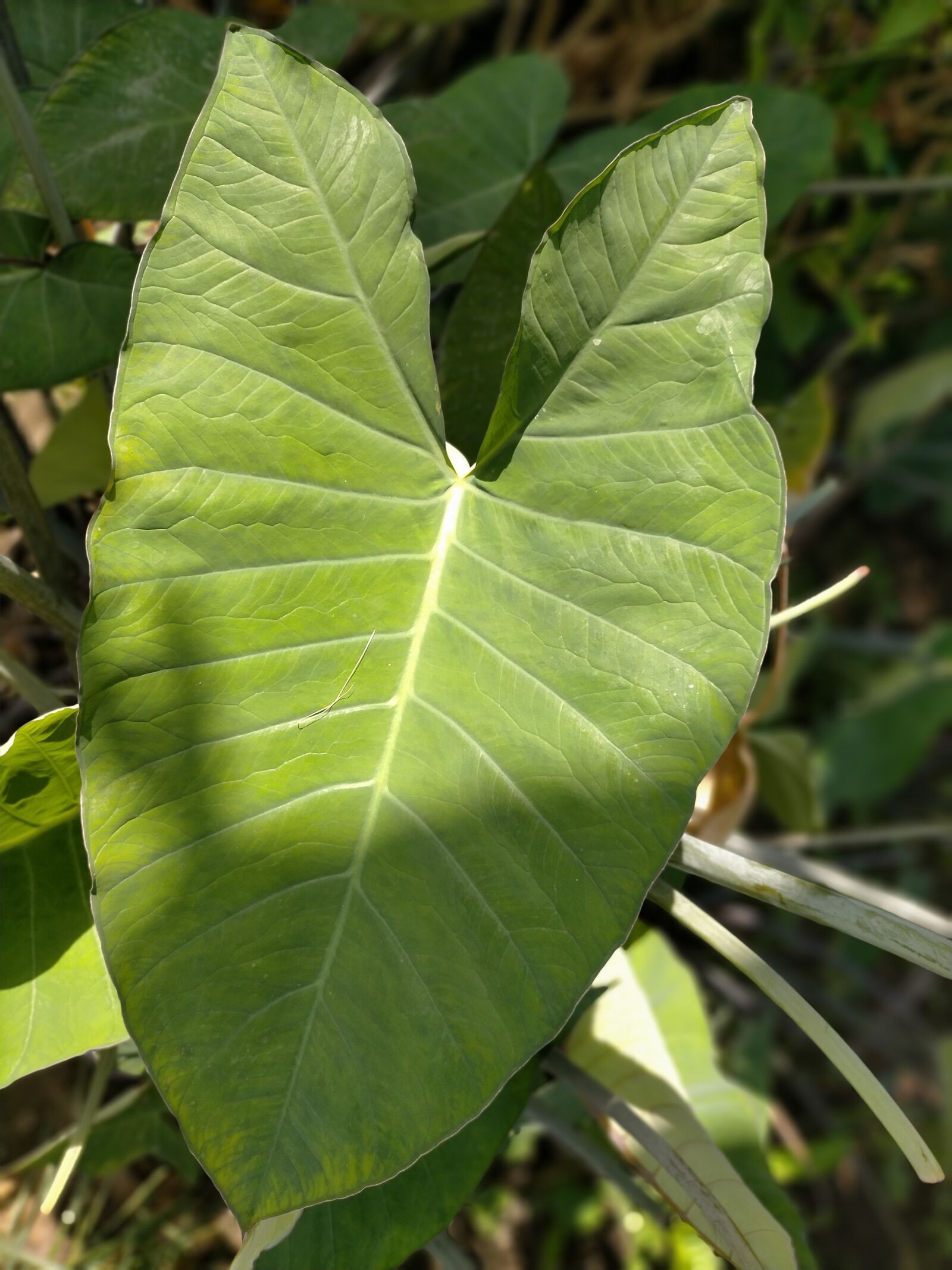 OPPO A9 2020 sample photo. Leap, beautiful, leaf photography