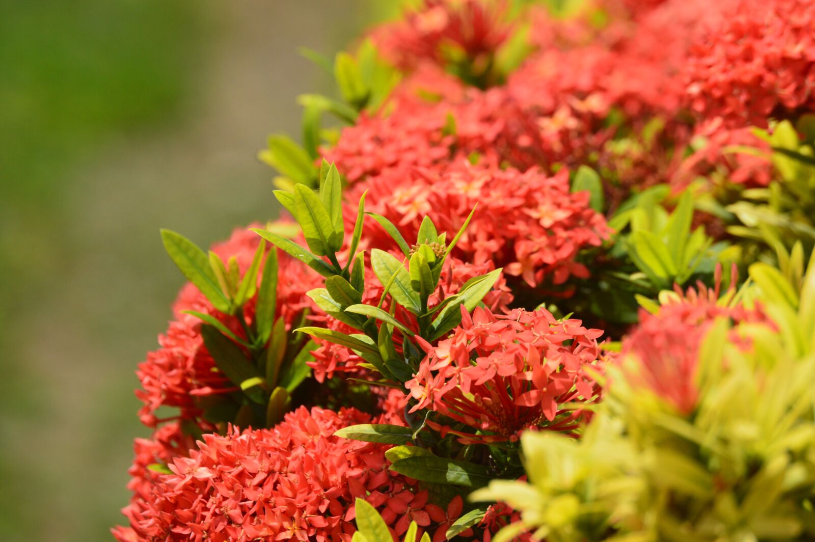 Nikon D3200 sample photo. Flowers photography