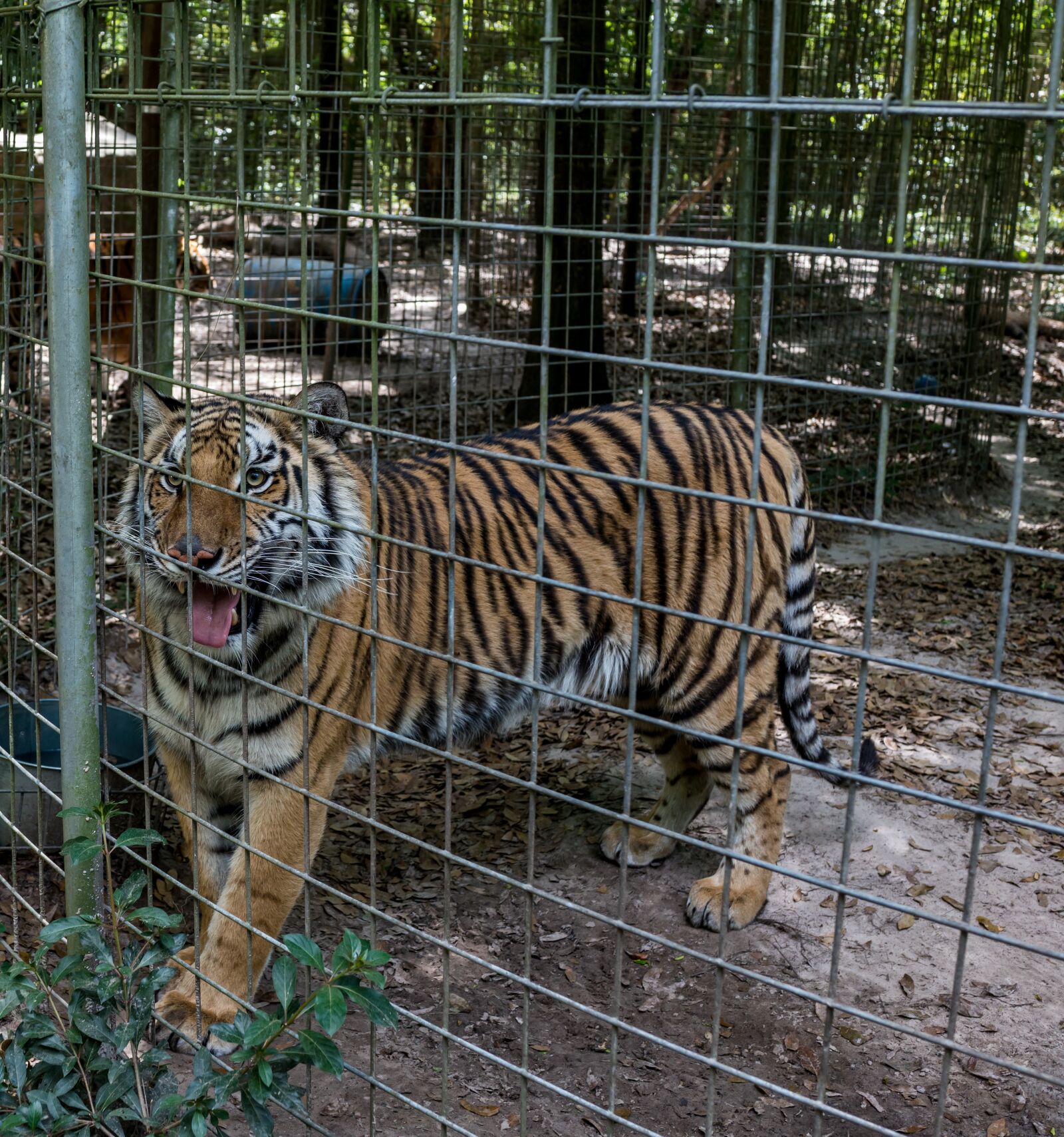 Sony Cyber-shot DSC-RX1R II sample photo. Tiger, rescue, wildlife photography