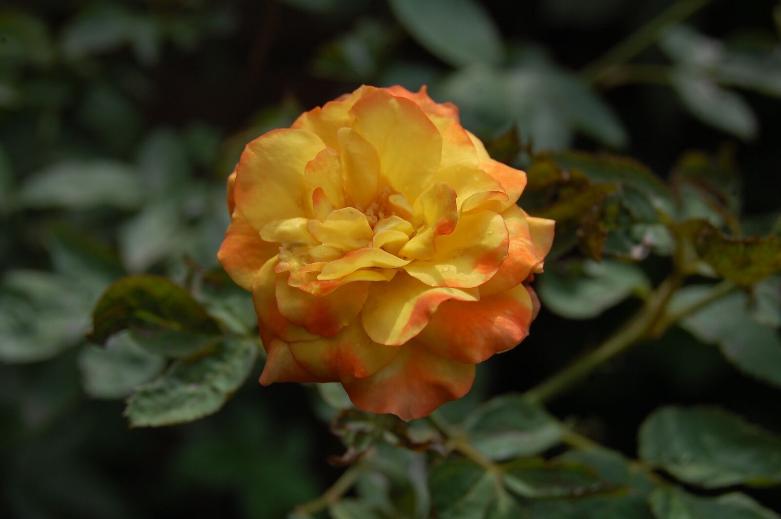Nikon D40 sample photo. Rose, is, best photography
