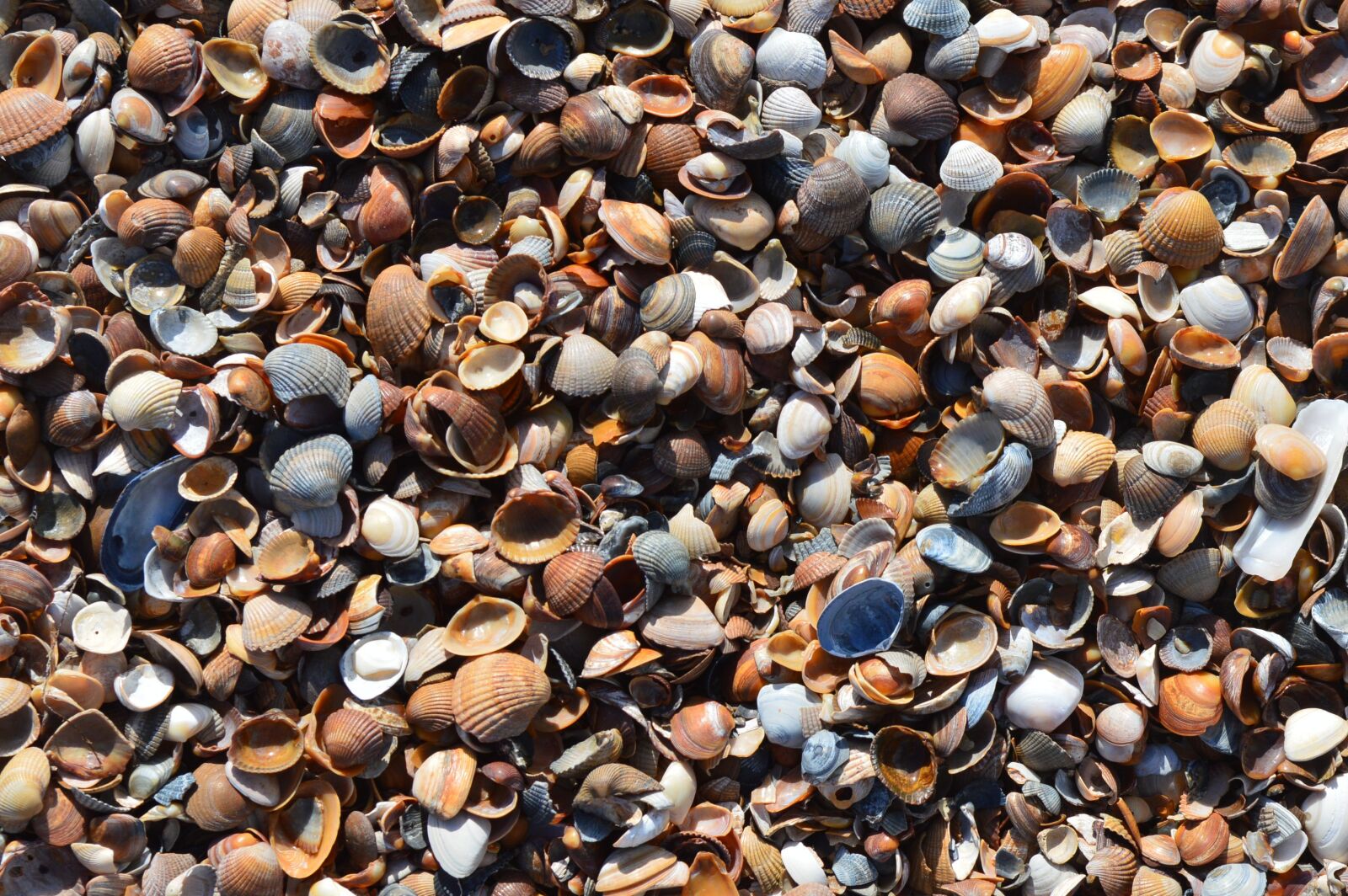 Nikon D3200 sample photo. Mussels, beach, coast photography