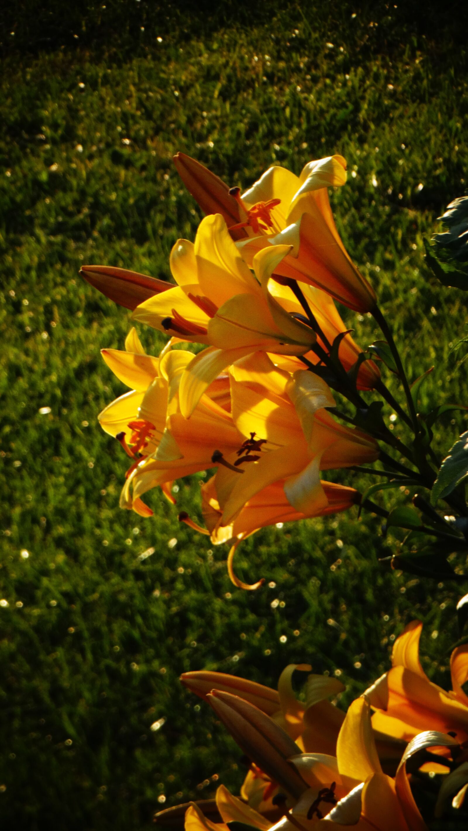 Sony Cyber-shot DSC-HX300 sample photo. Lily, plant, flower photography
