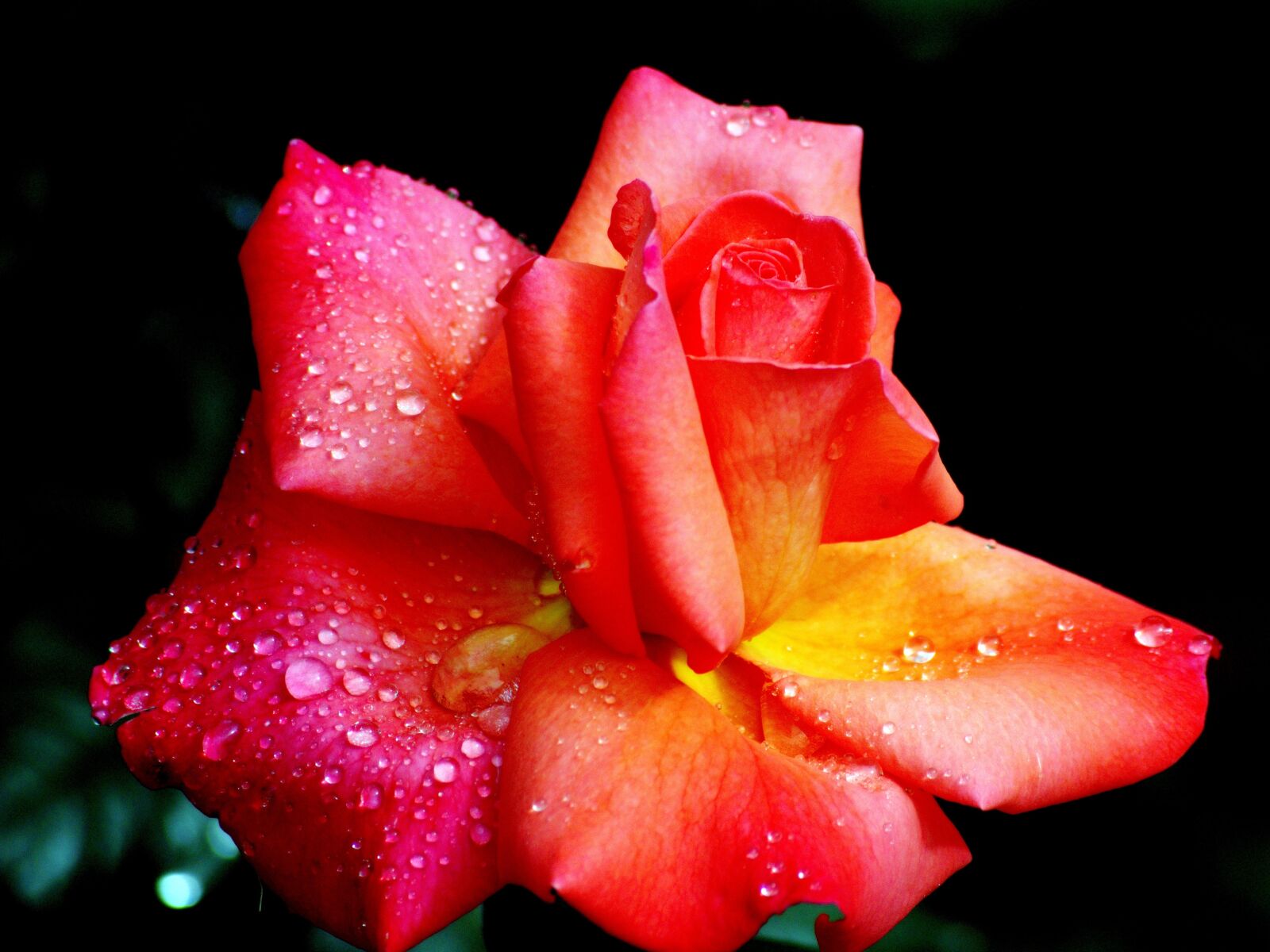 Nikon D5200 sample photo. Rose, beauty, love photography