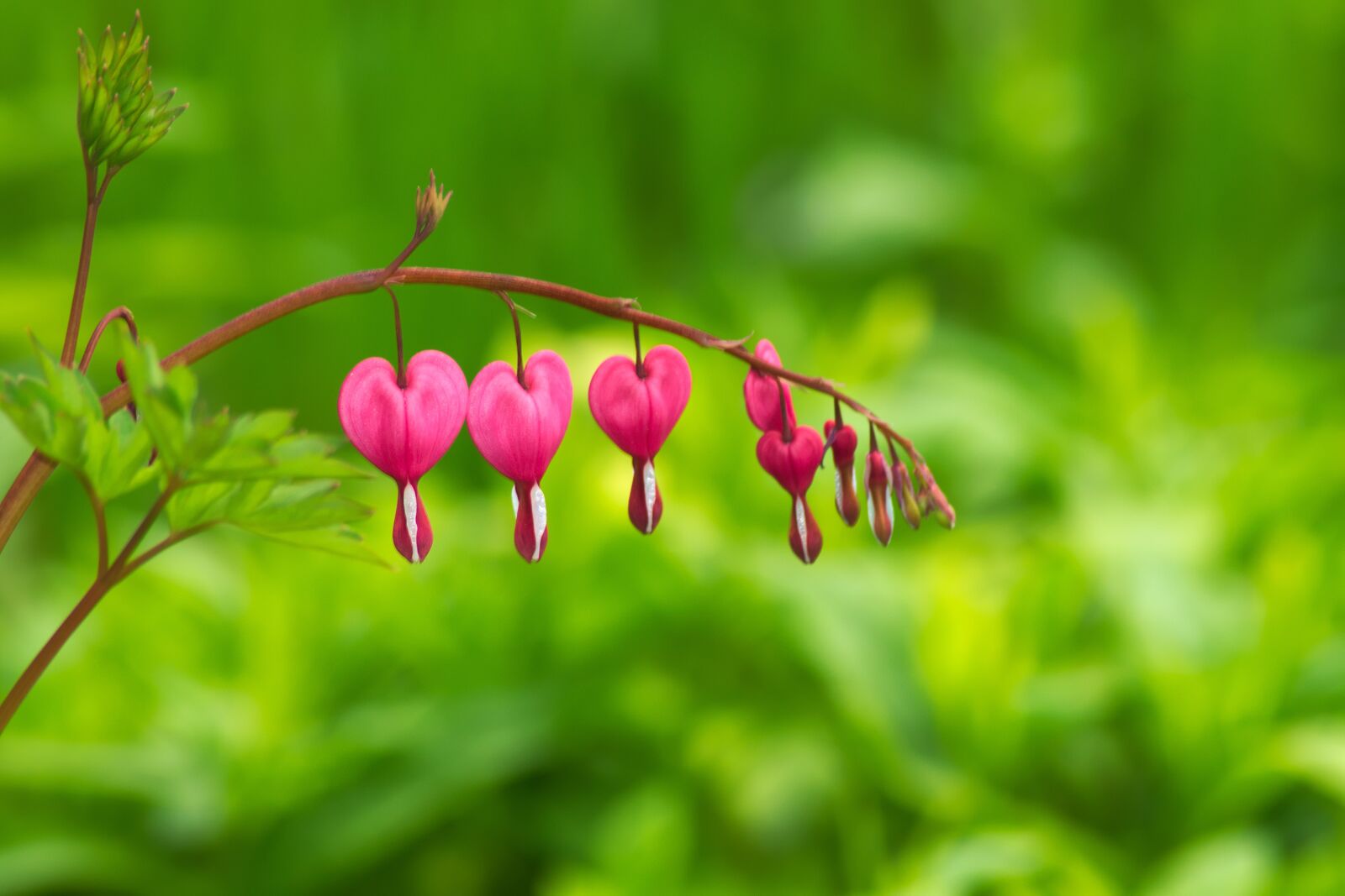 Nikon D3300 sample photo. Nature, leaf, plant photography