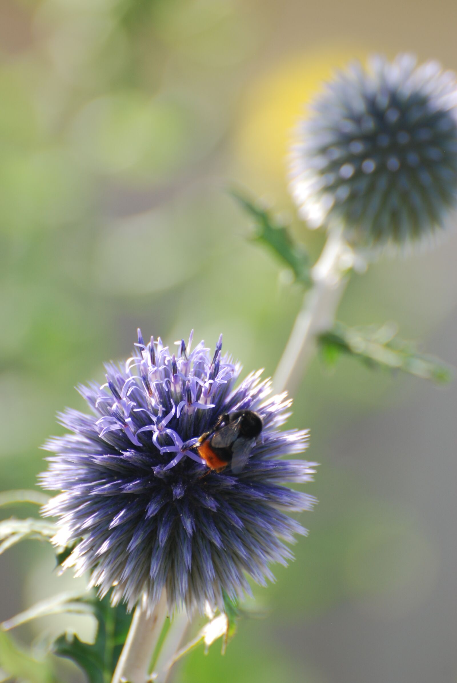 Nikon D80 sample photo. Echinops, thistle, bee photography