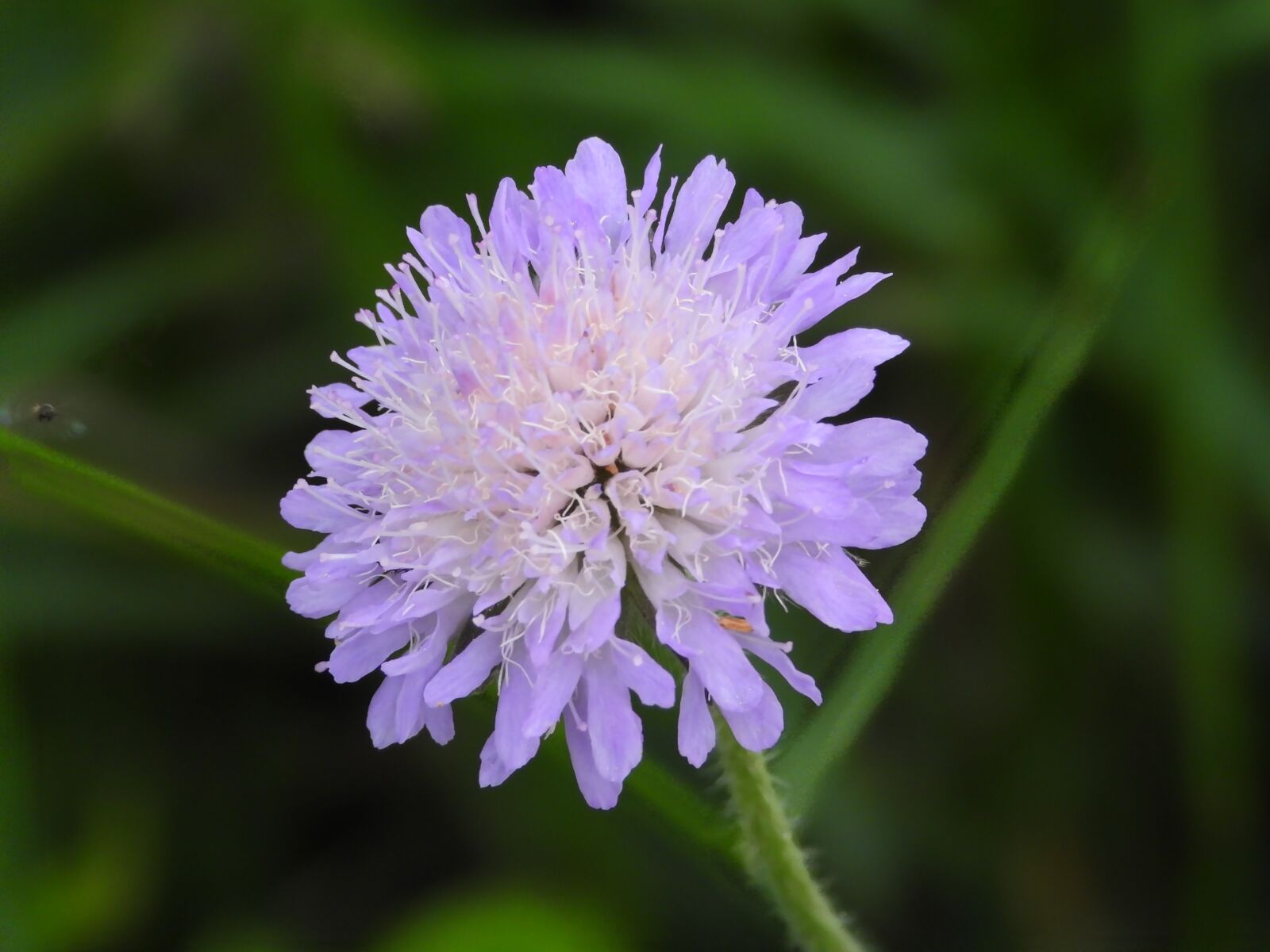 Nikon Coolpix P1000 sample photo. Flower, field, violet photography
