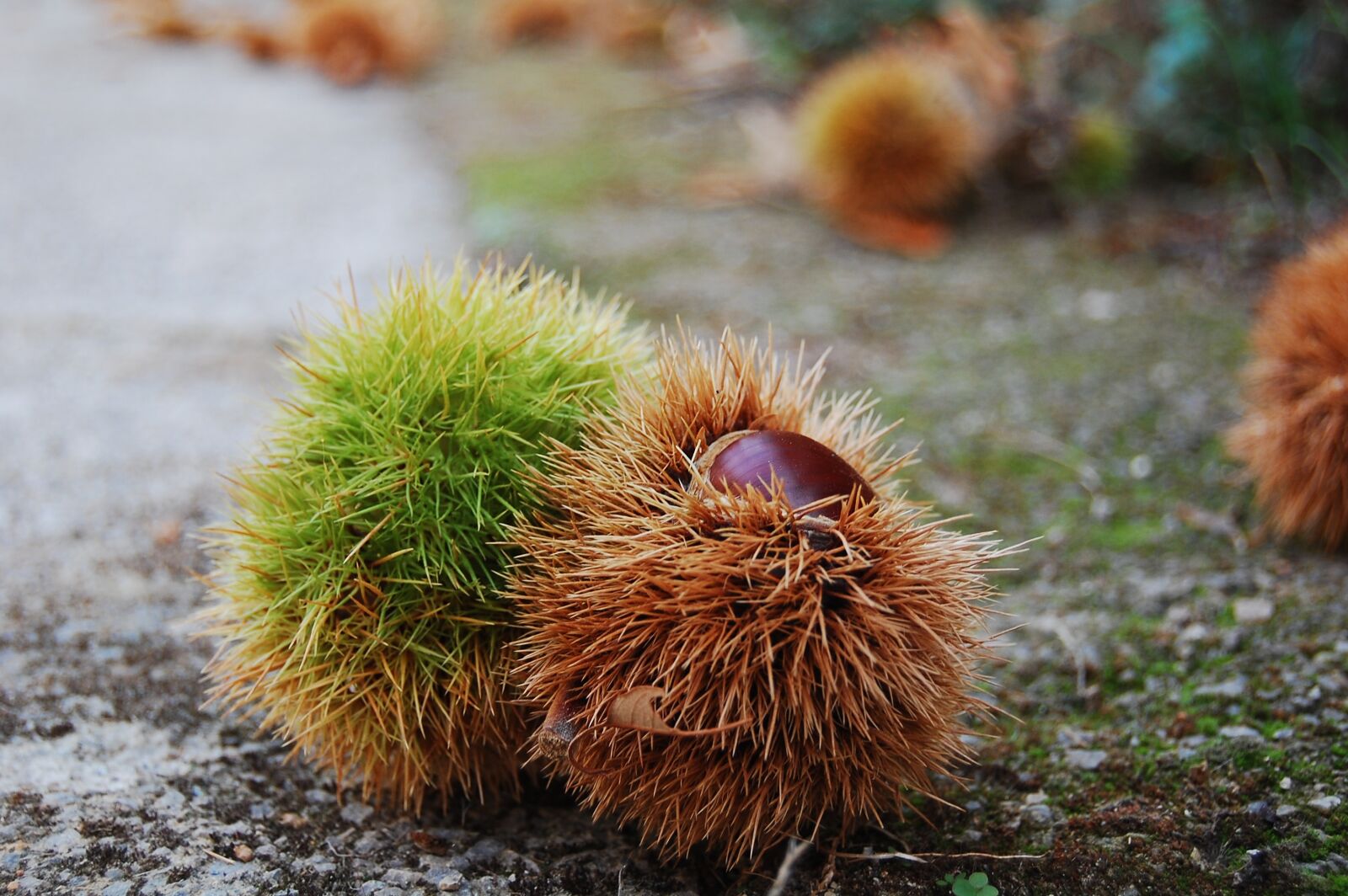 Nikon D40 sample photo. Chestnut, autumn, andalusia photography